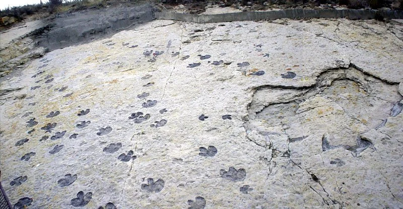 Are You Suggesting Dinosaurs Migrate? — Elevation Science Institute