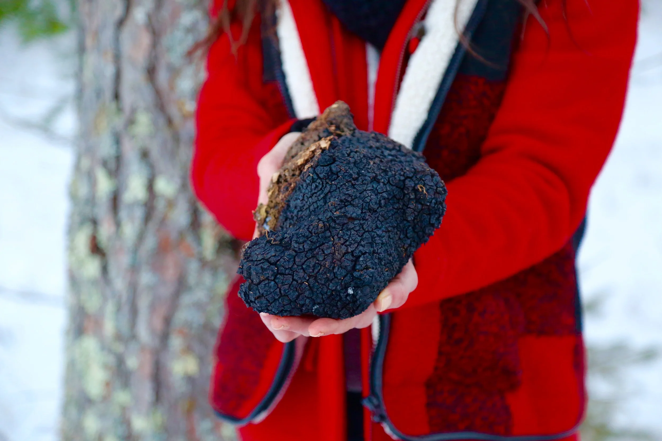 Chaga Mushroom harvested in Northern Minnesota