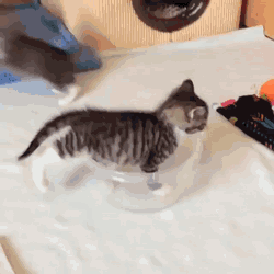 Cat in container.gif