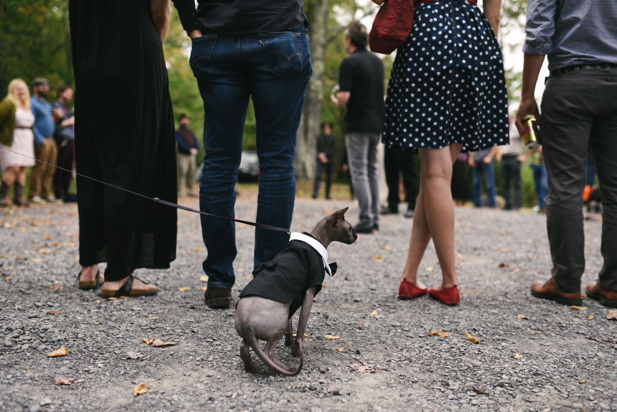  Mountain Wedding, Outdoors, Rustic, West Virginia, Maryland Wedding Photographer, DIY, Casual, pets, cat in tuxedo on a leash, hairless cat 