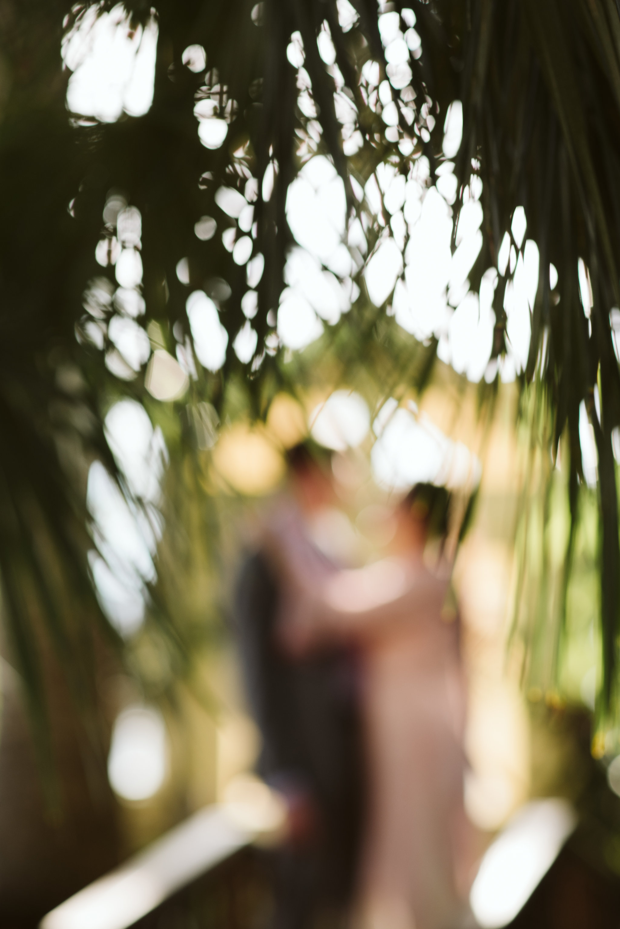 Elopement, Baltimore, Rawlings Conservatory, Greenhouse, Maryland Wedding Photographer, Indian American, Nature, Romantic, Garden, Pink Sari, Braids, Bride and Groom, Out of Focus, Candid Photo