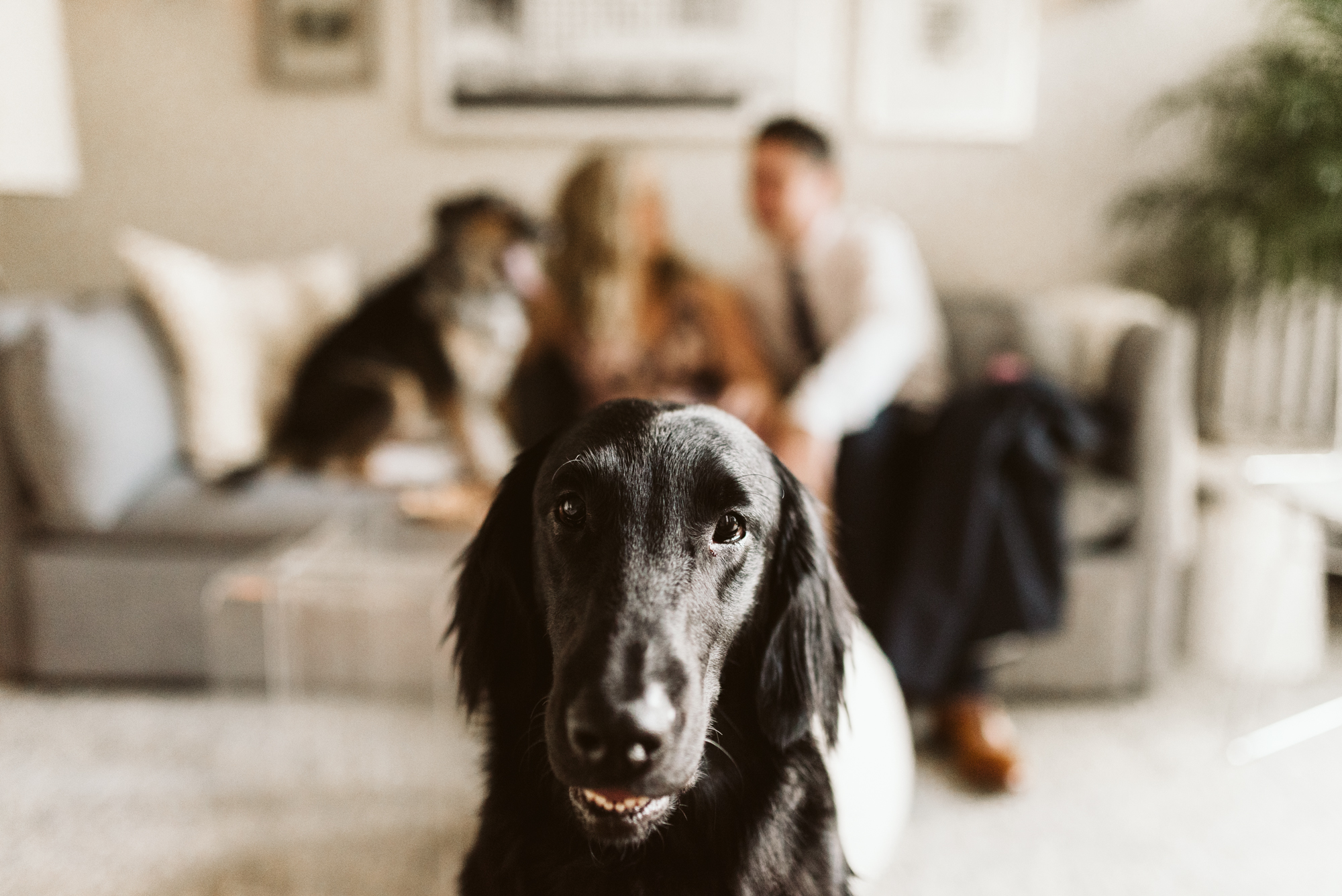 Pop-up Ceremony, Outdoor Wedding, Casual, Simple, Lake Roland, Baltimore, Maryland Wedding Photographer, Laid Back, Bride and Groom at Home with Dogs, Dog Portrait