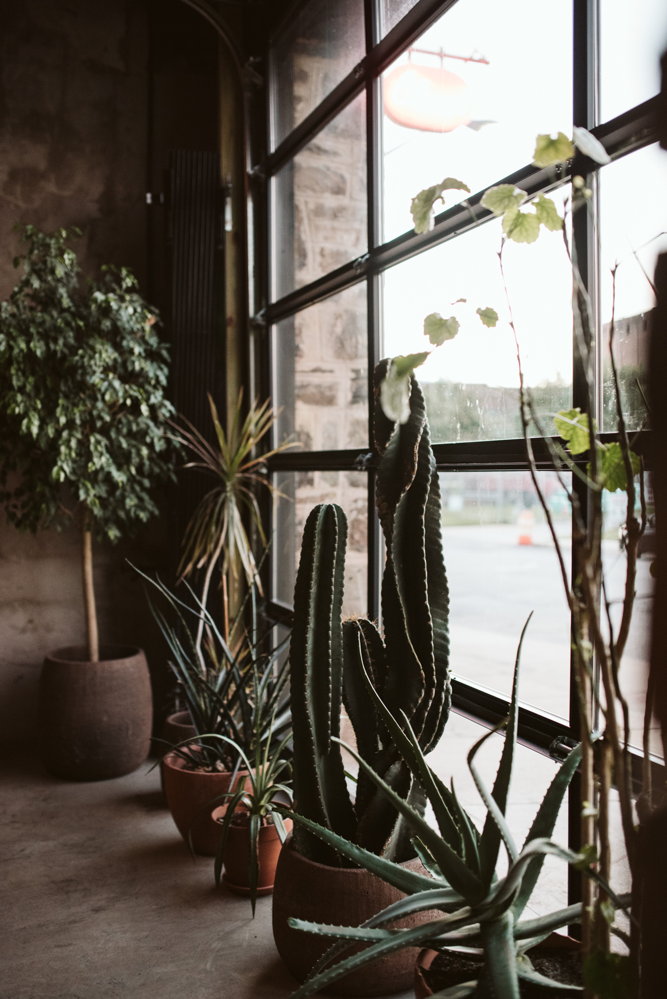 Outdoor Wedding, Casual, Simple, Baltimore, Maryland Wedding Photographer, Laid Back, September Wedding, Plants at Reception, Cactus, Perfect Lighting