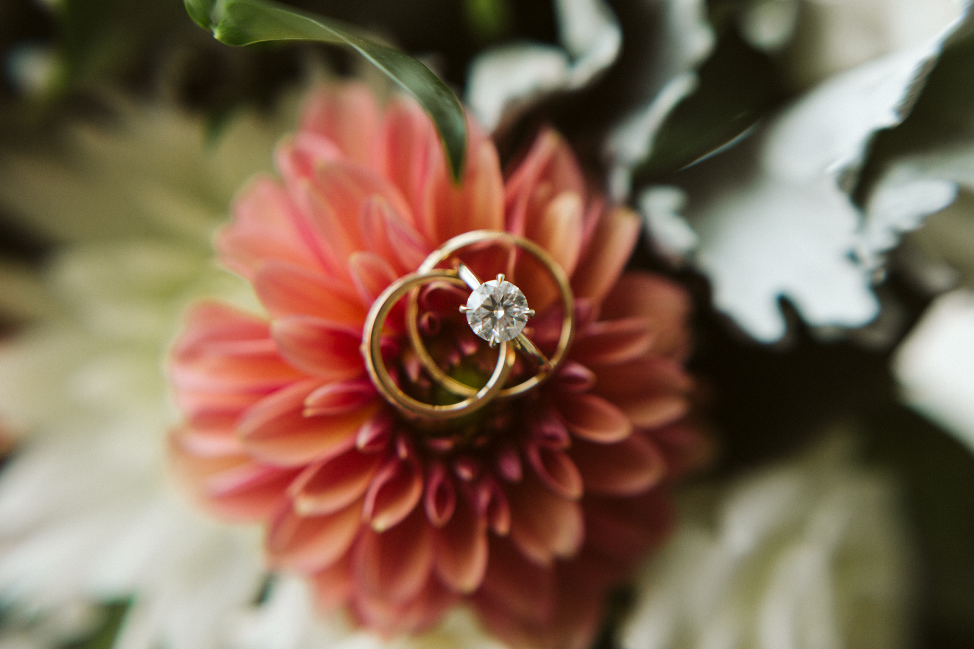 Elegant, Columbia Country Club, Chevy Chase Maryland, Baltimore Wedding Photographer, Classic, Traditional, Jewish Wedding, Closeup of Boone &amp; Sons Rings on Coral Pink Dahlia