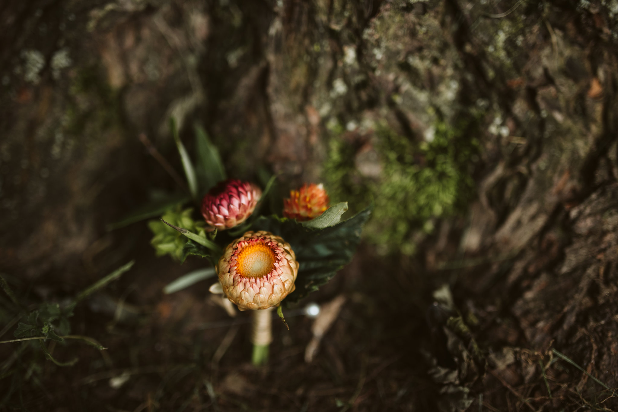 Rocklands Farm, Maryland, Intimate Wedding, Baltimore Wedding Photographer, Sungold Flower Co, Rustic, Romantic, Barn Wedding, Detail Photo of Orange and Red Flower Buds