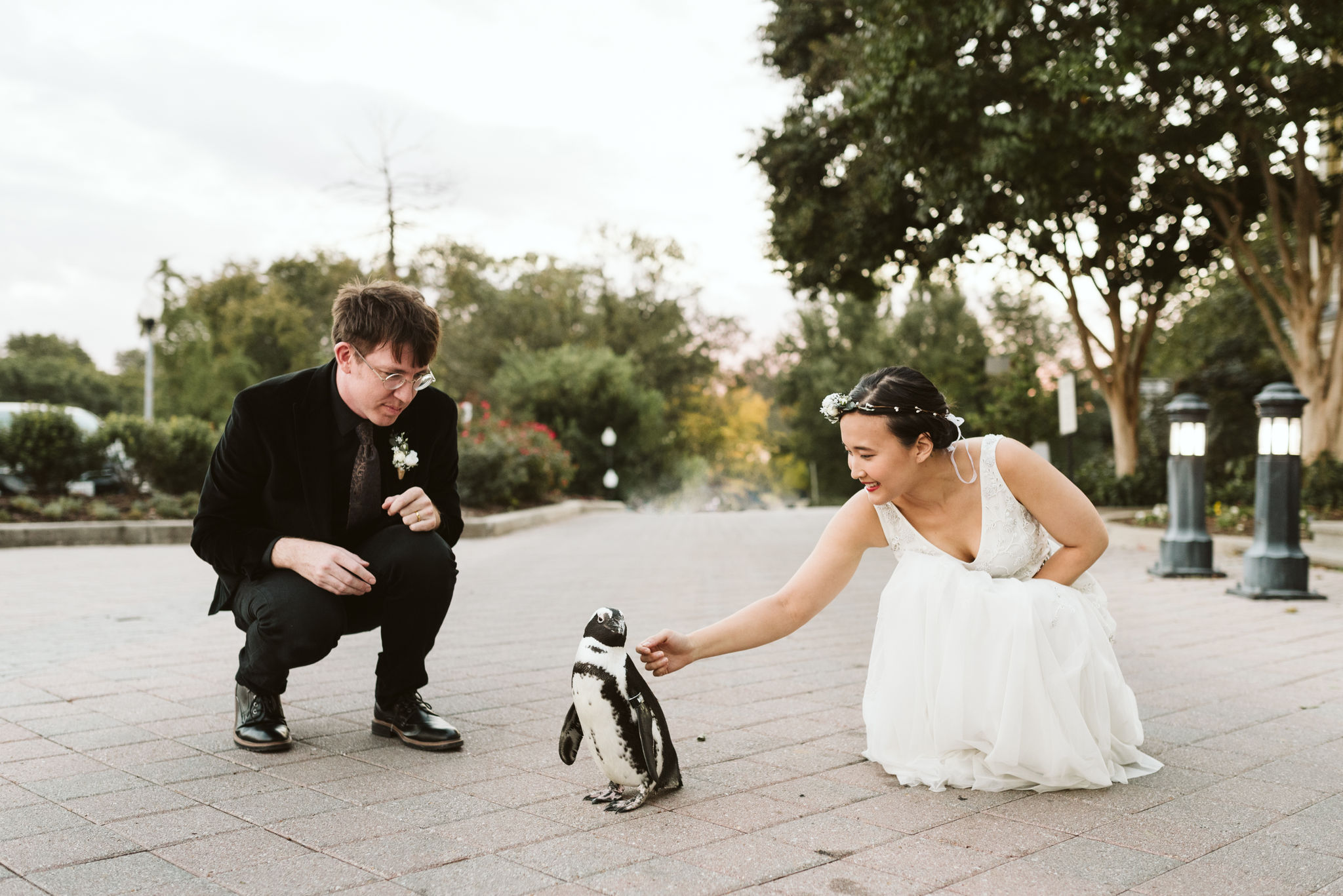  Baltimore, Maryland Wedding Photographer, The Mansion House at the Maryland Zoo, Relaxed, Romantic, Laid Back, Bride and Groom Petting a Penguin After Ceremony, Animals 