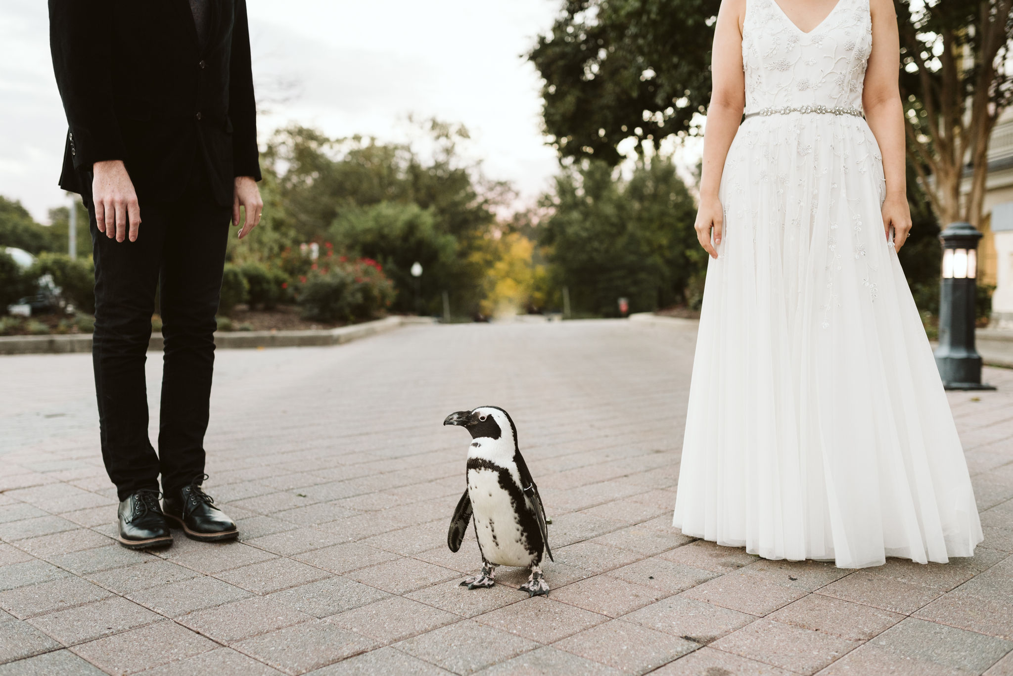  Baltimore, Maryland Wedding Photographer, The Mansion House at the Maryland Zoo, Relaxed, Romantic, Laid Back, Bride and Groom Standing with Penguin, Tuxedo 