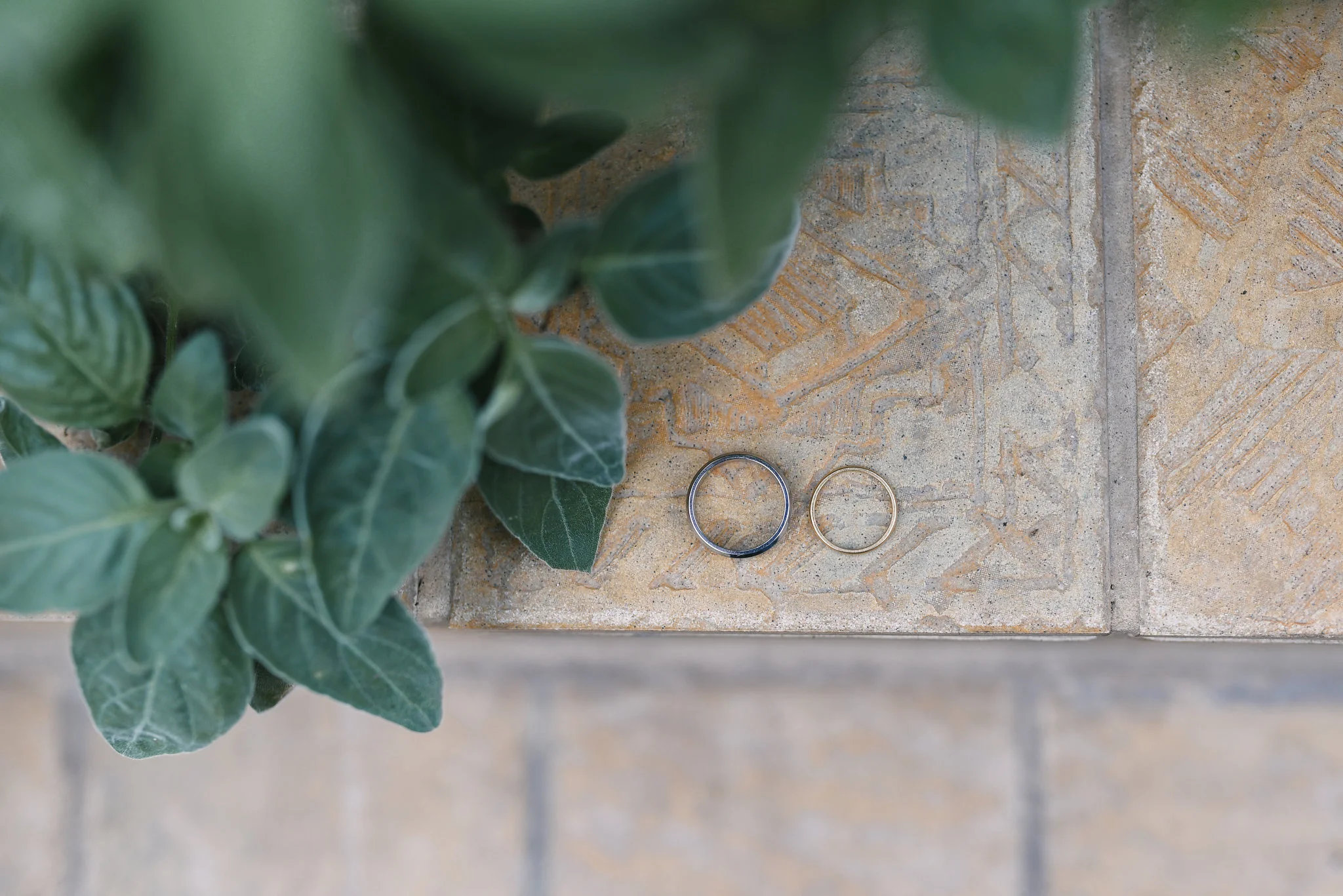 Rawlings Conservatory, Druid Hill Park, Intimate Wedding, Nature, Baltimore Wedding Photographer, Romantic, Classic, Closeup Photo of Wedding Rings