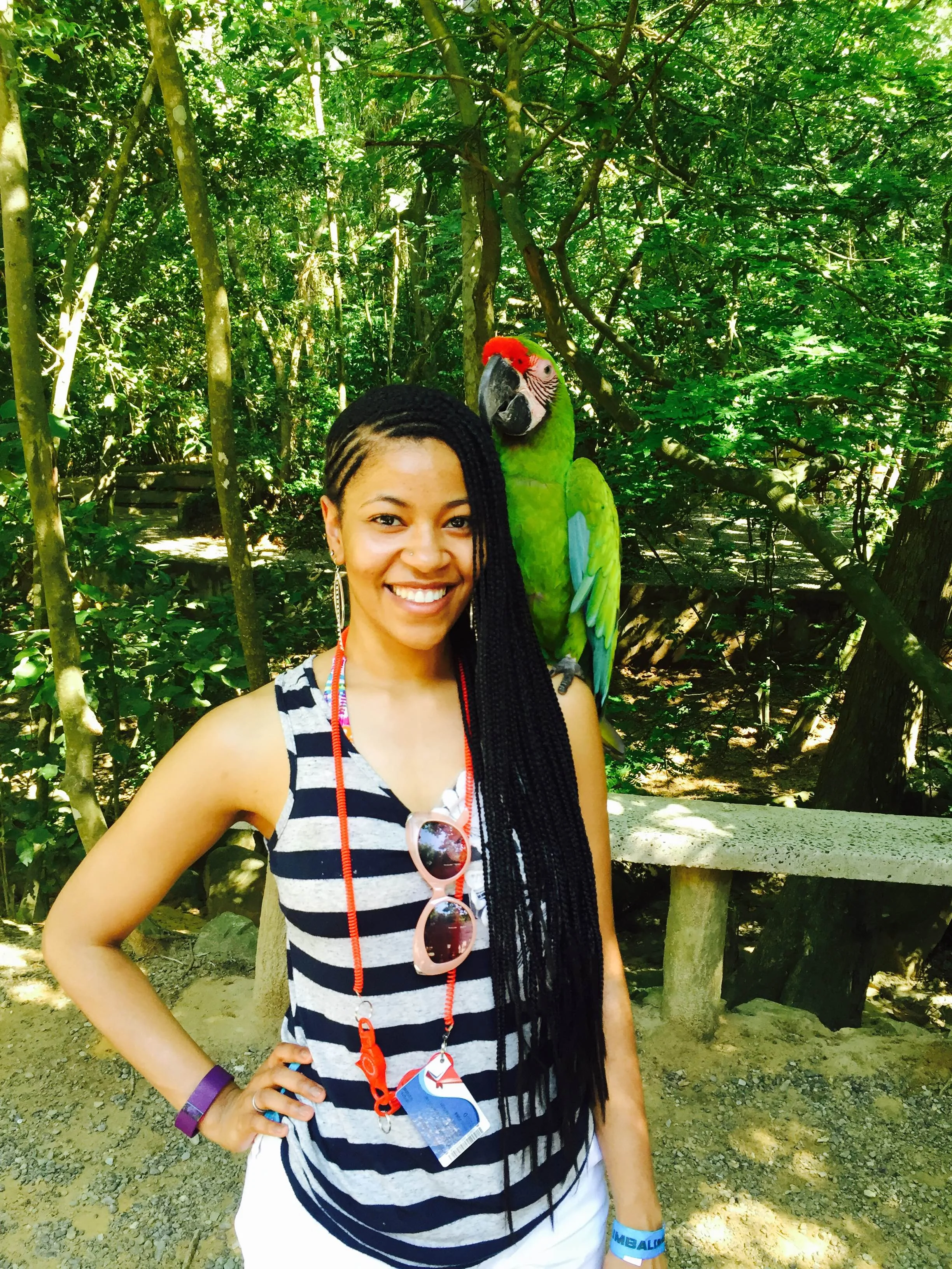 parrot