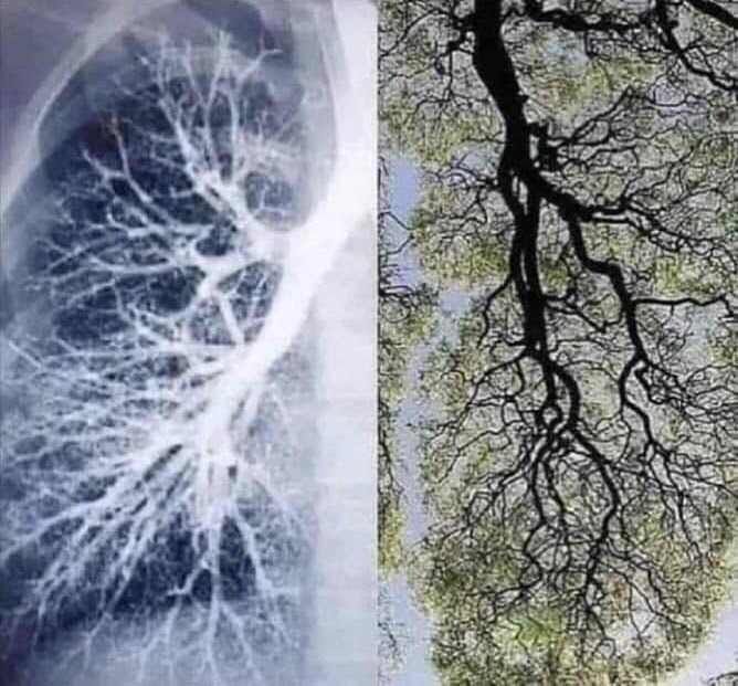 Nature's Magic How Biophilc Design Promotes Healing
