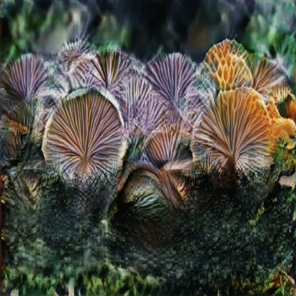 "Fungi Mutation"
