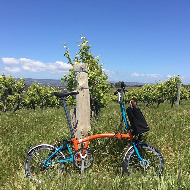 Treadly Bike Hire in its natural habitat on the Fluerieu Peninsula only 40 minutes from Adelaide. Note a bottle of the finest from the region fits snug it the front luggage. #coriolewinery #fluerieupeninsula #southaustralia #seesouthaustralia #hirenow #adelaide #seatovinestrail #bromptonbicycle #treadlybikehire