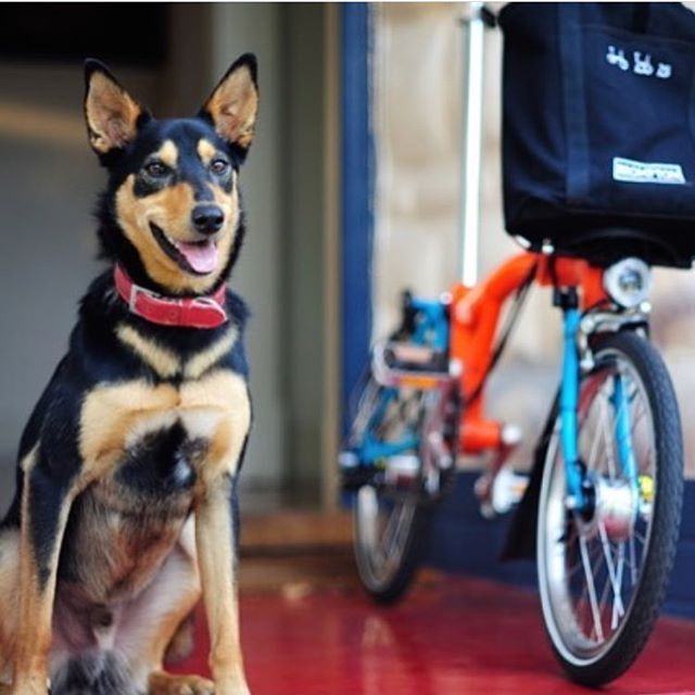 Charlie poses next to one of our hire bikes as @davidhumeart tackles the Rapha Festive 500 by Brompton. Check out the link in the profile to follow this awesome adventure!
#raphafestive500 #bromptonbicycle #southaustralia #kelpie #treadlybikehire