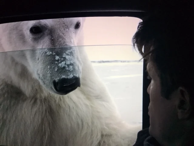 Polar Bear encounter