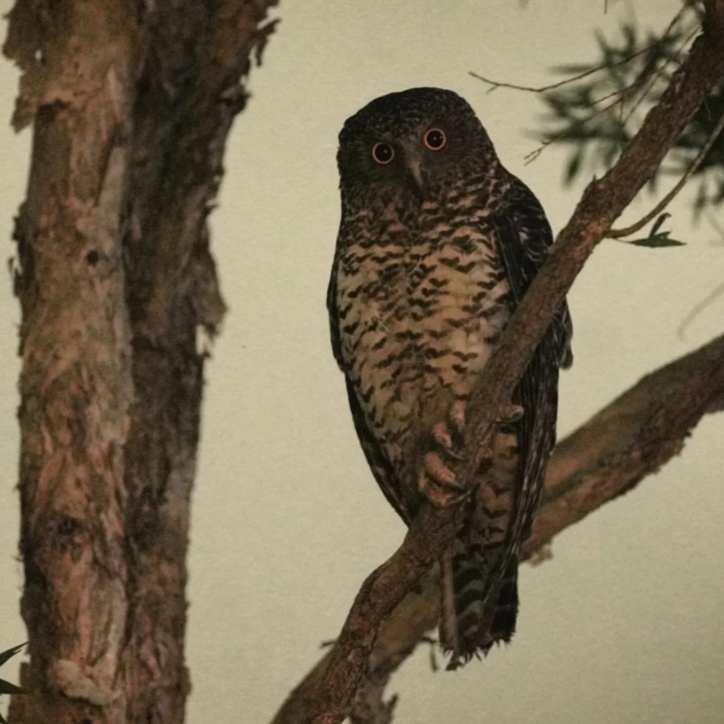 Powerful Owl keeping watch outside my front door last night. 

#owl #powerfulowl #australia #sydney #bird #nightlife