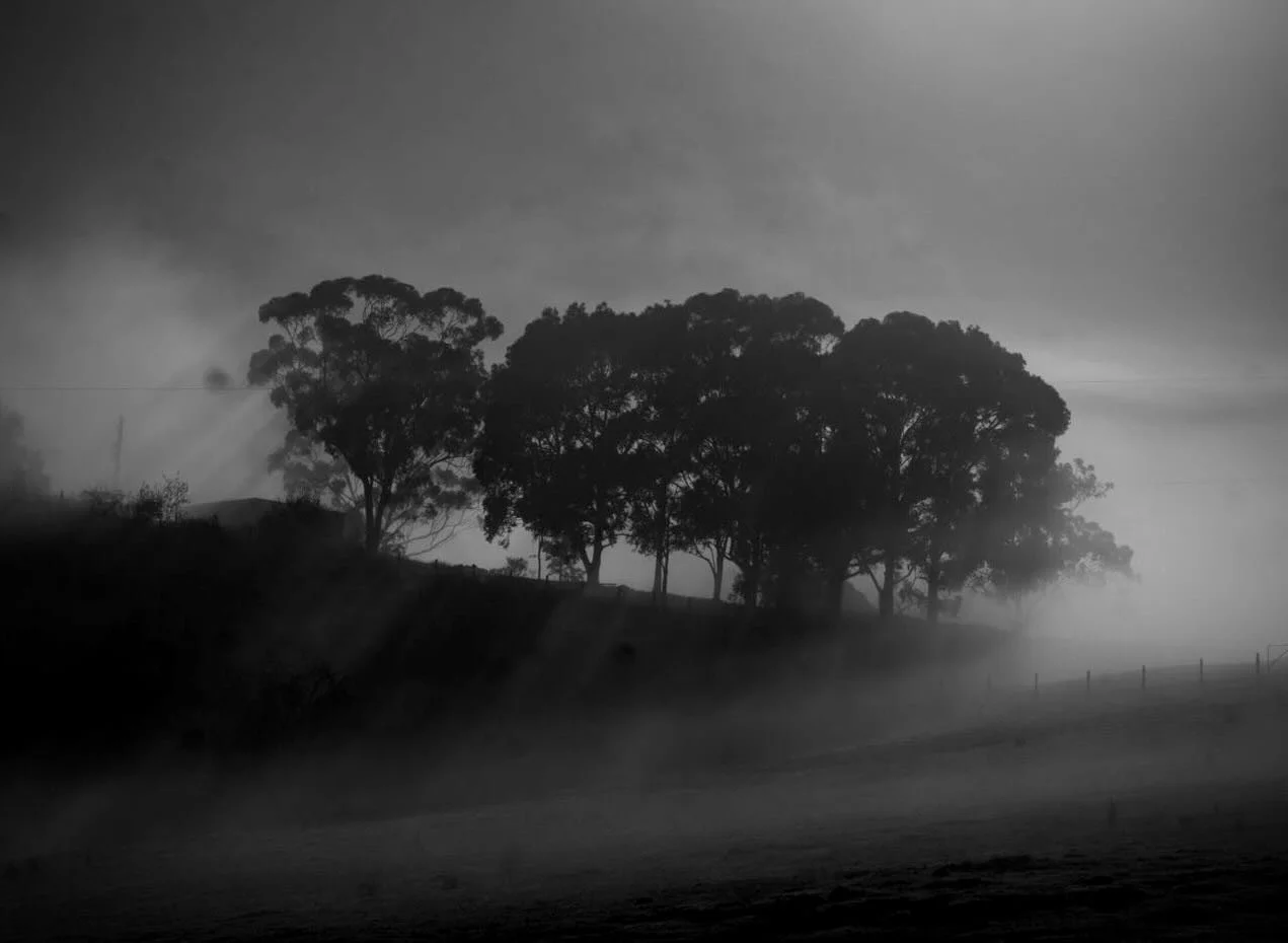 Morning Mist

#mist #blackandwhite #victoria #australia