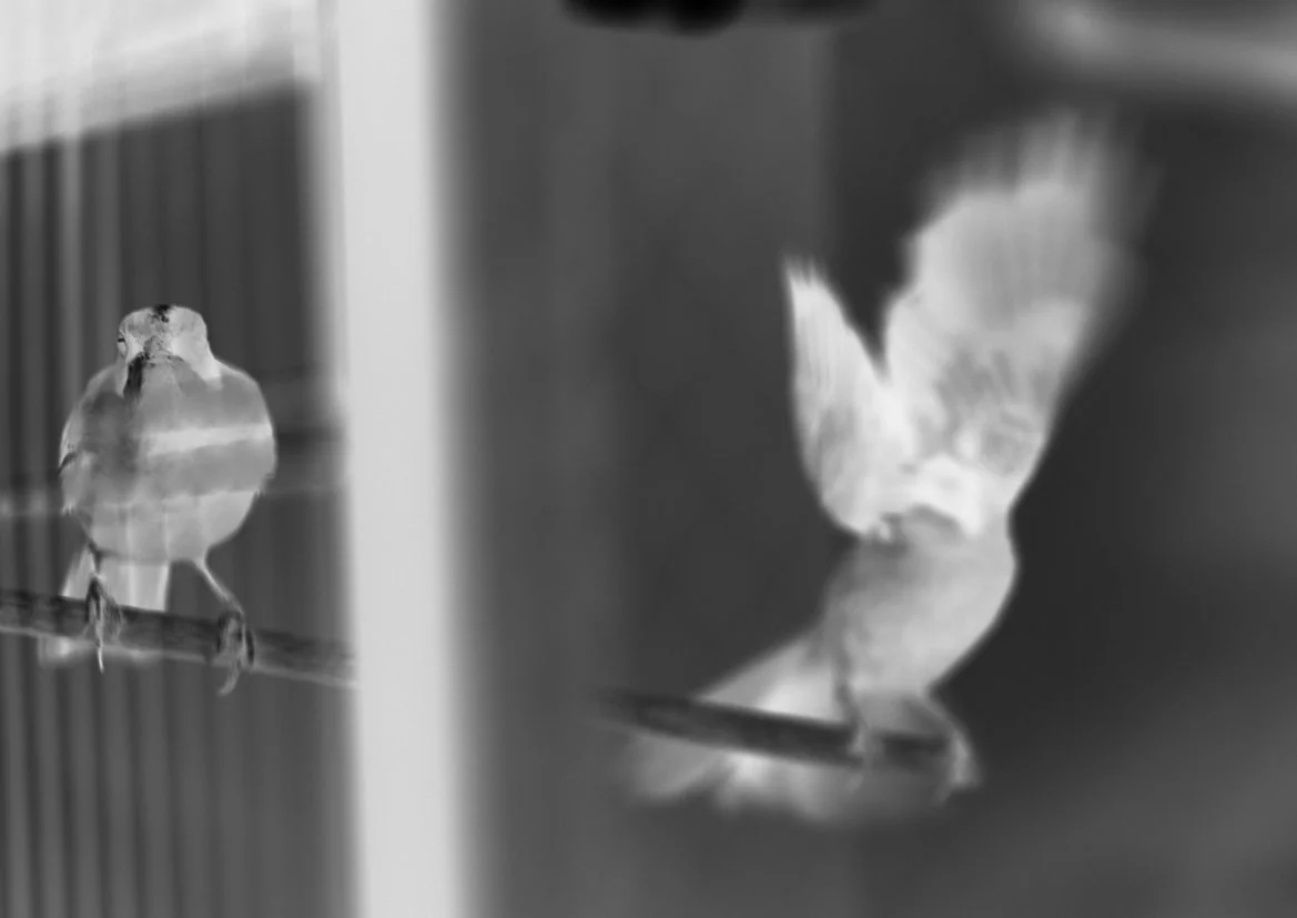 Carsten’s Bird, 2023. Photograph. 24 × 30 cm. Group exhibition More is More. Curator: Saskia Neuman.