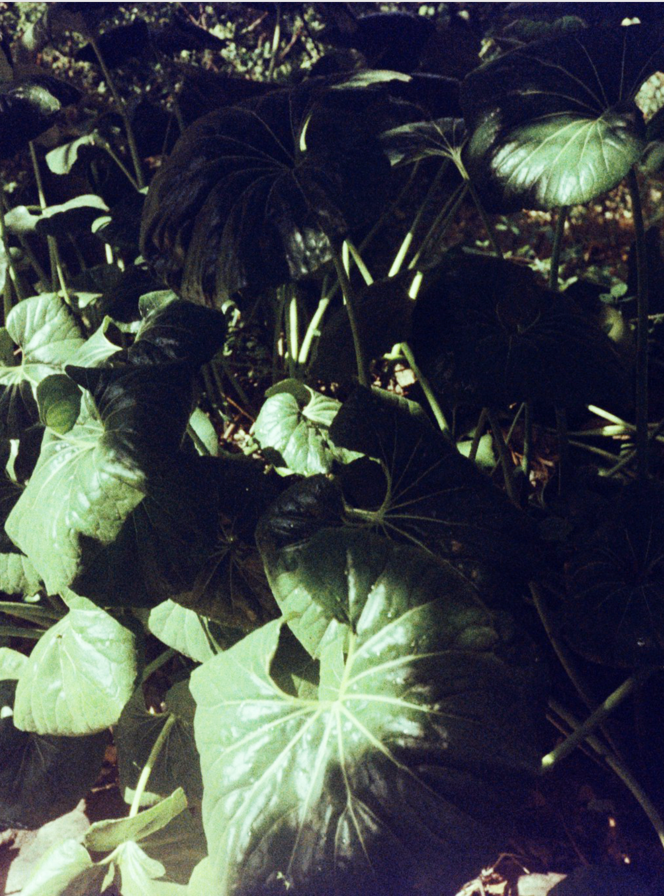 Hydra, 2025, Photographe, 84x56 cm. 