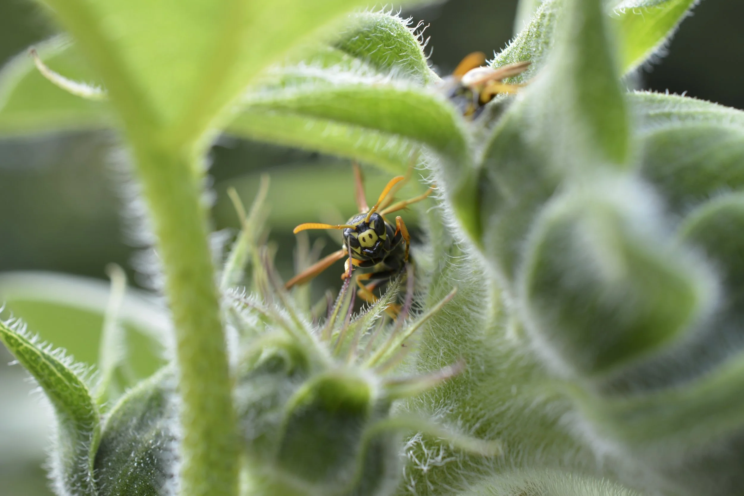 a look from a tiny world!!!.jpg