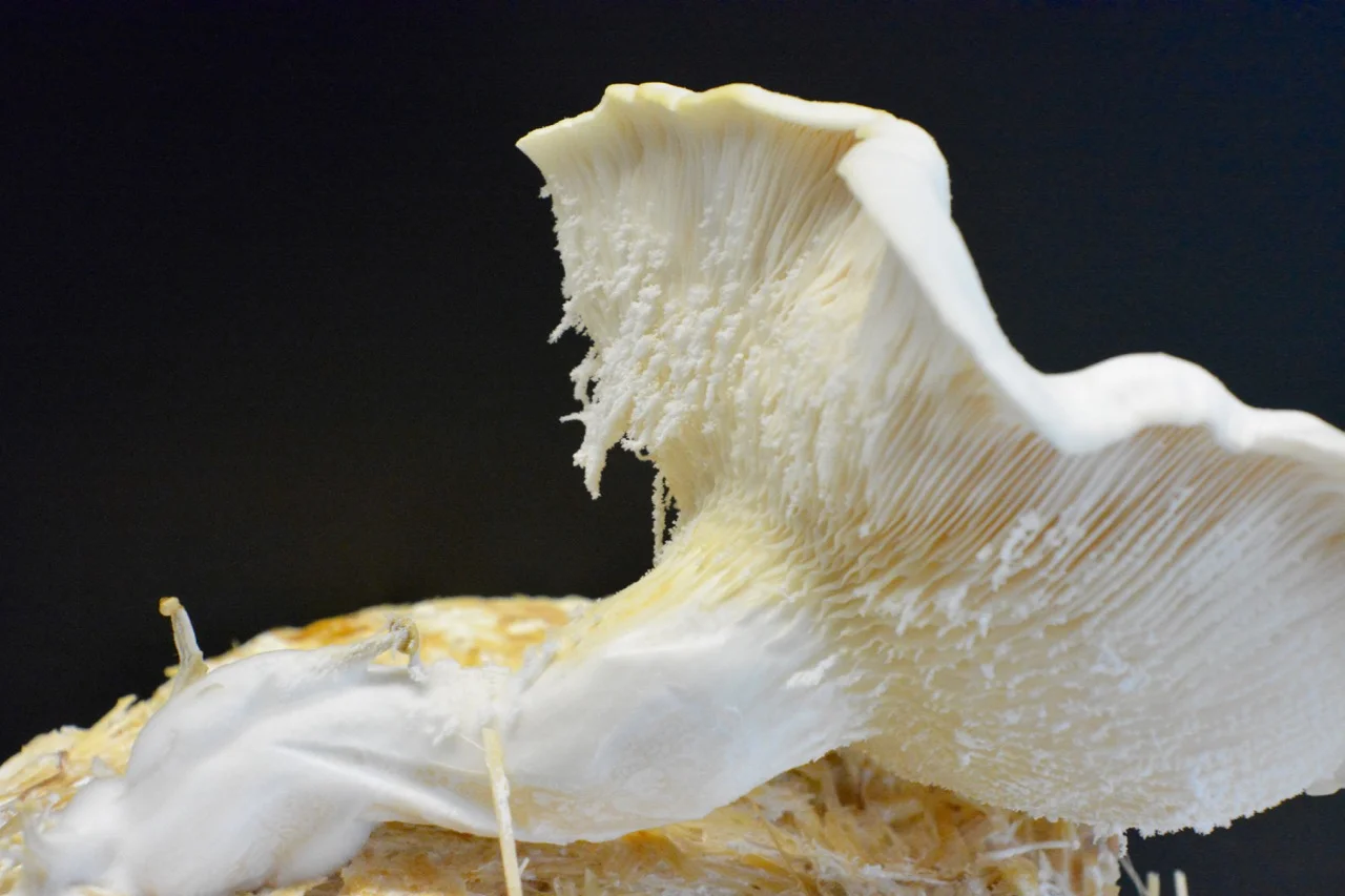 Oyster mushroom and EuBDC MOF