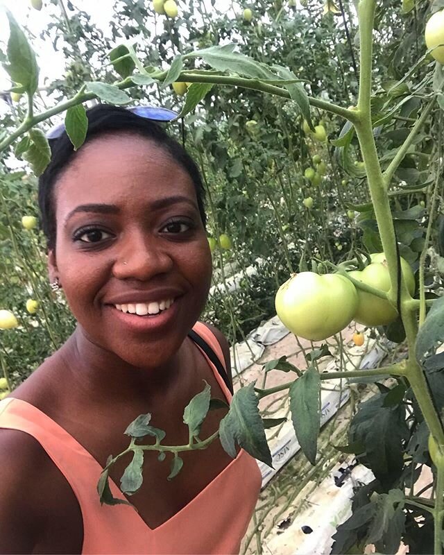 How can you make jollof without tomatoes?? Last year Ghana announced it would cut its ($99.5 million**) tomato imports by 50% with efforts to focus more on production. This 5,000 sq. meter greenhouse cultivates several types of tomatoes and cucumbers