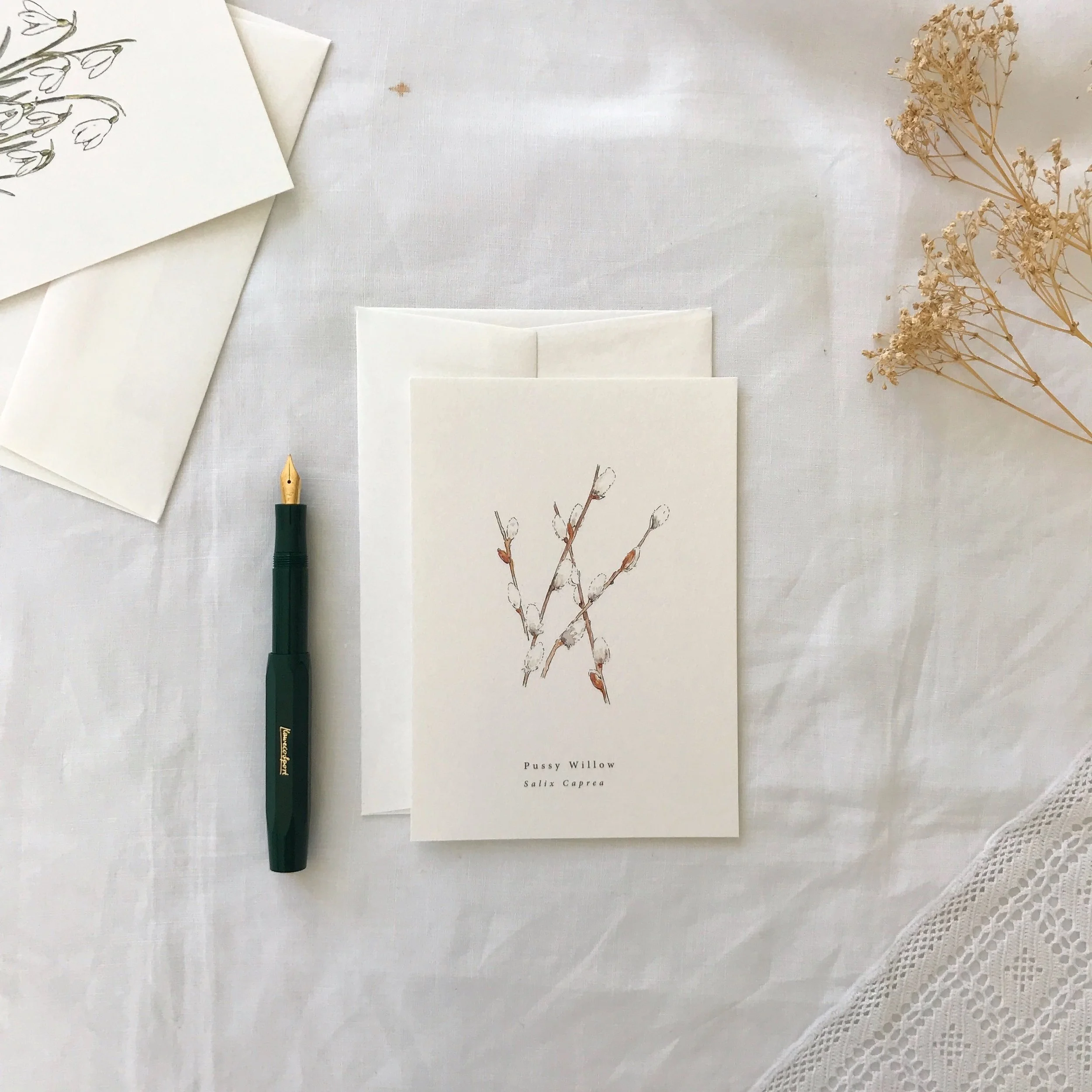 Pussy Willow Botanical Illustrated Card.jpg