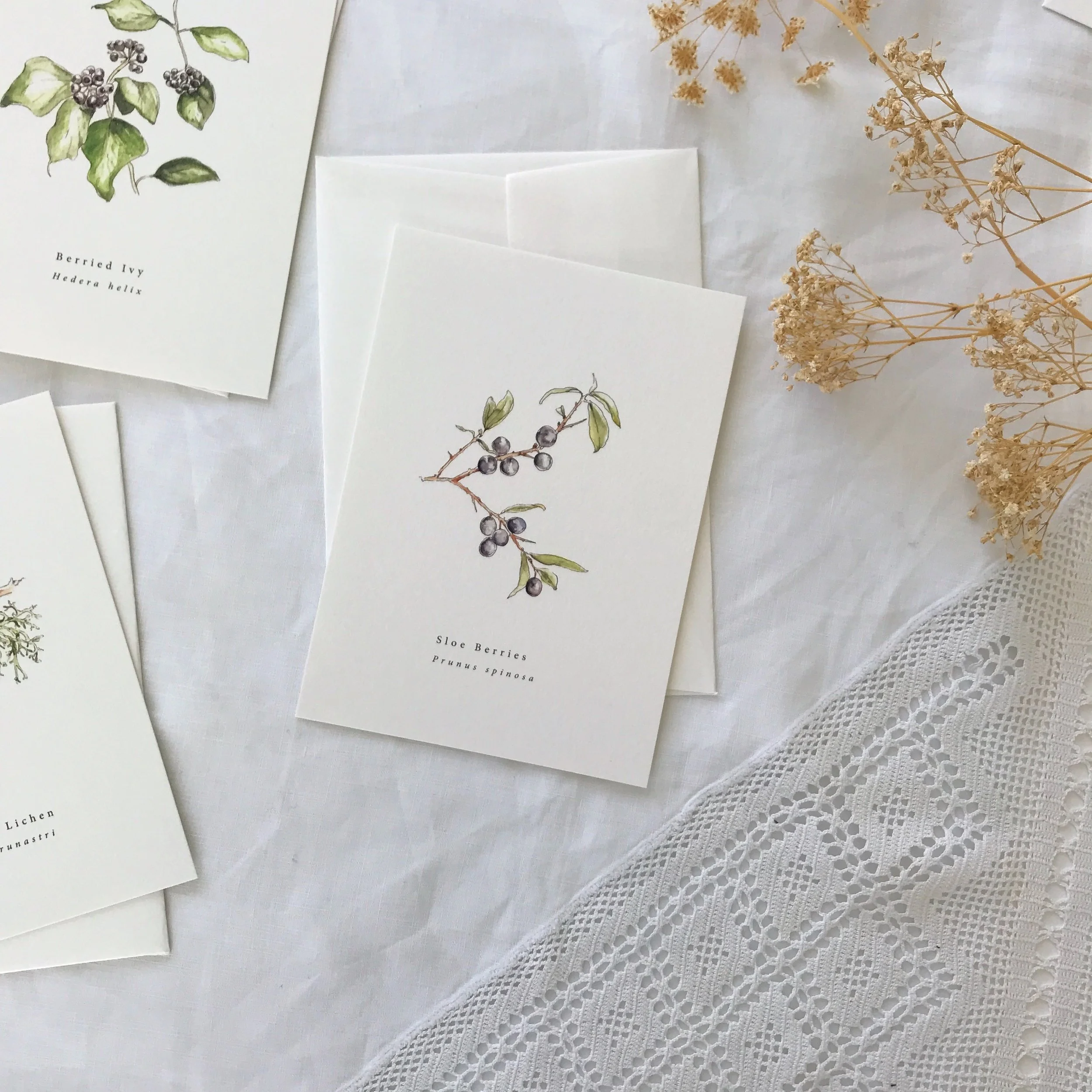 Sloe Berry Botanical Watercolour.jpg