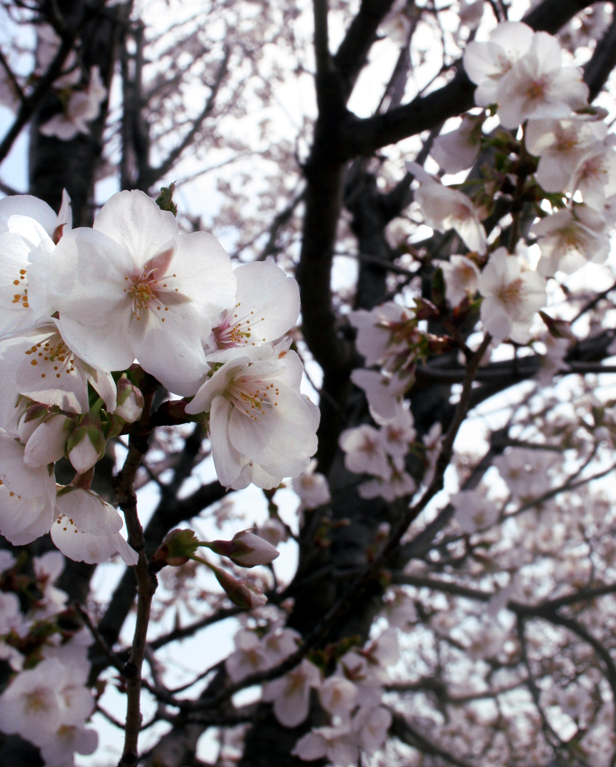 Yoshino Blossoms