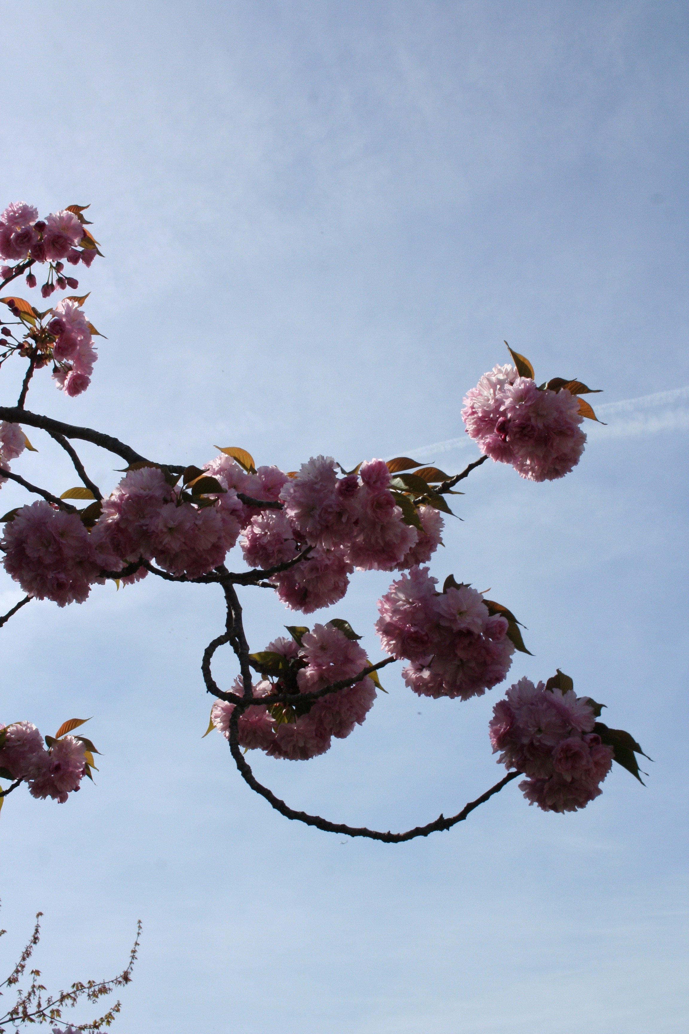 Kwanzan blossoms