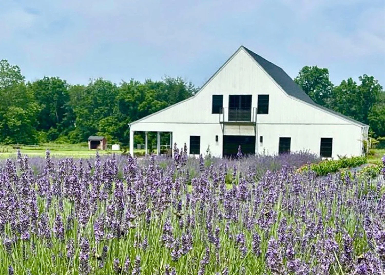 Field of lavender with a farmhouse in the background