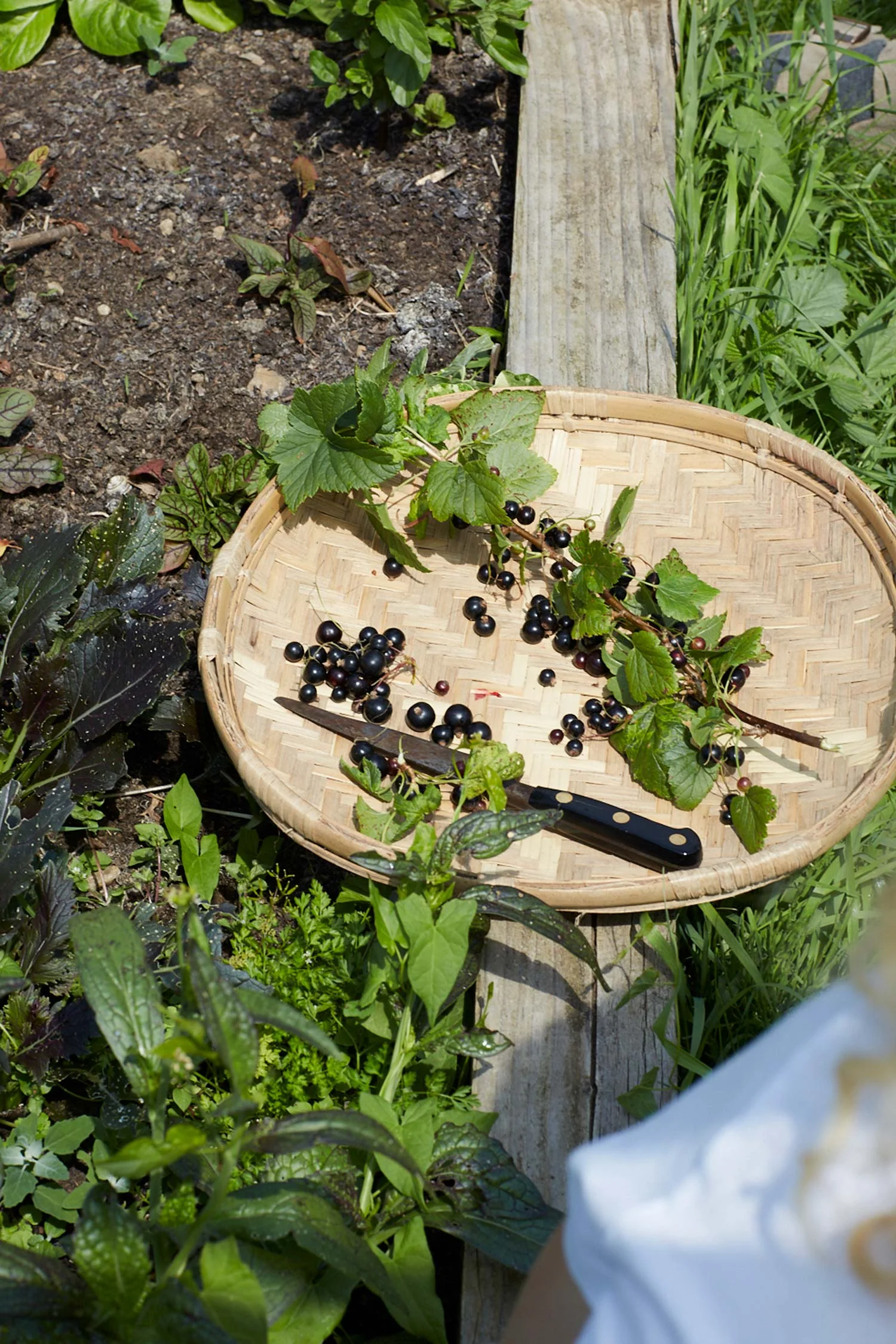 Blackcurrants.jpg