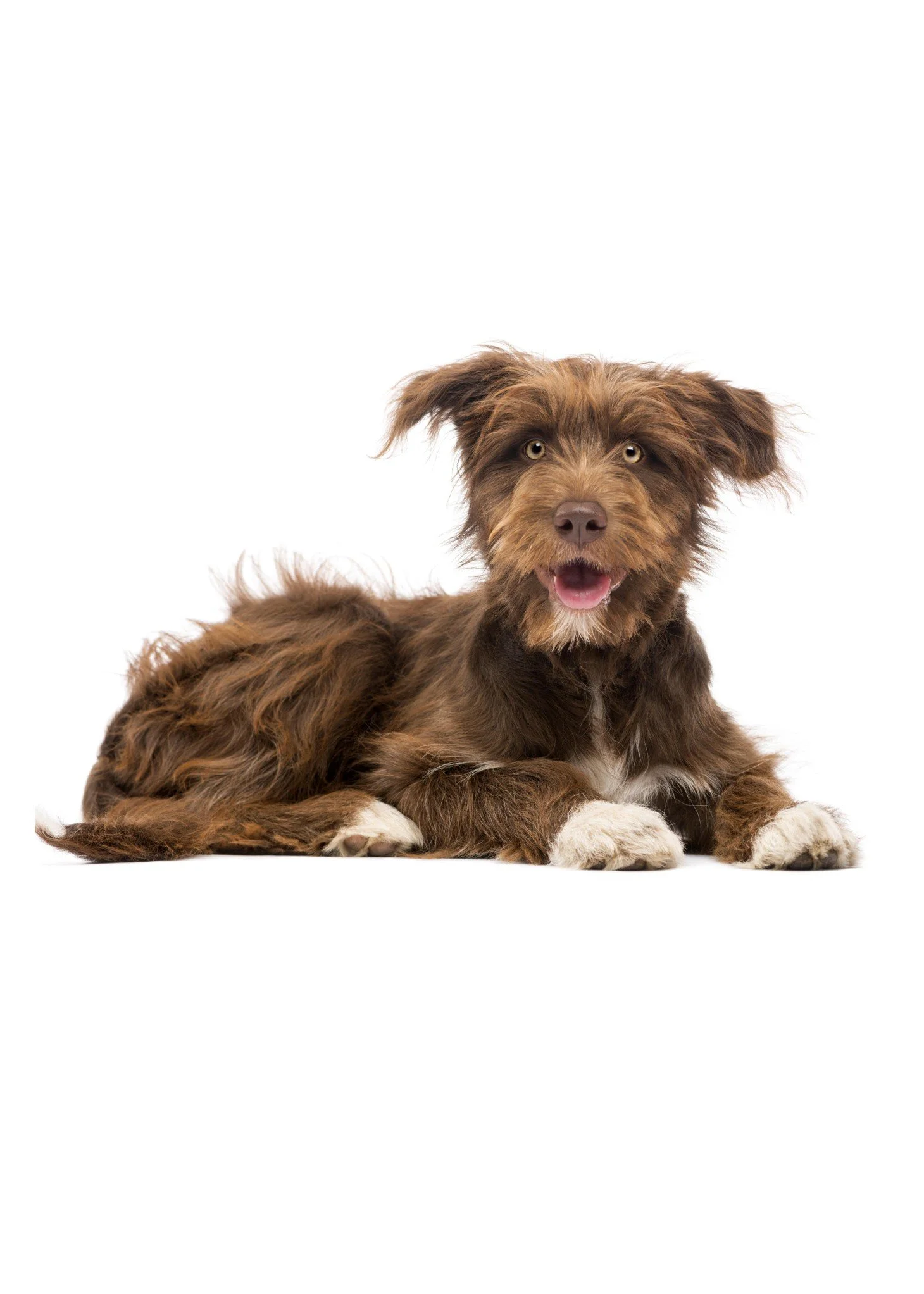 NEW! Carpal Arthrodesis