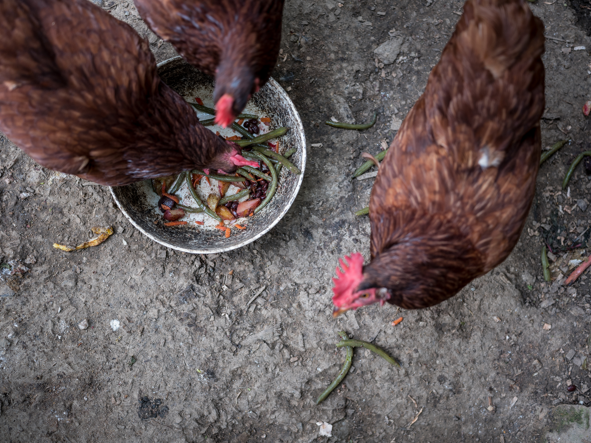 Chickens and Table Scraps, Bloomington, Indiana, 2018