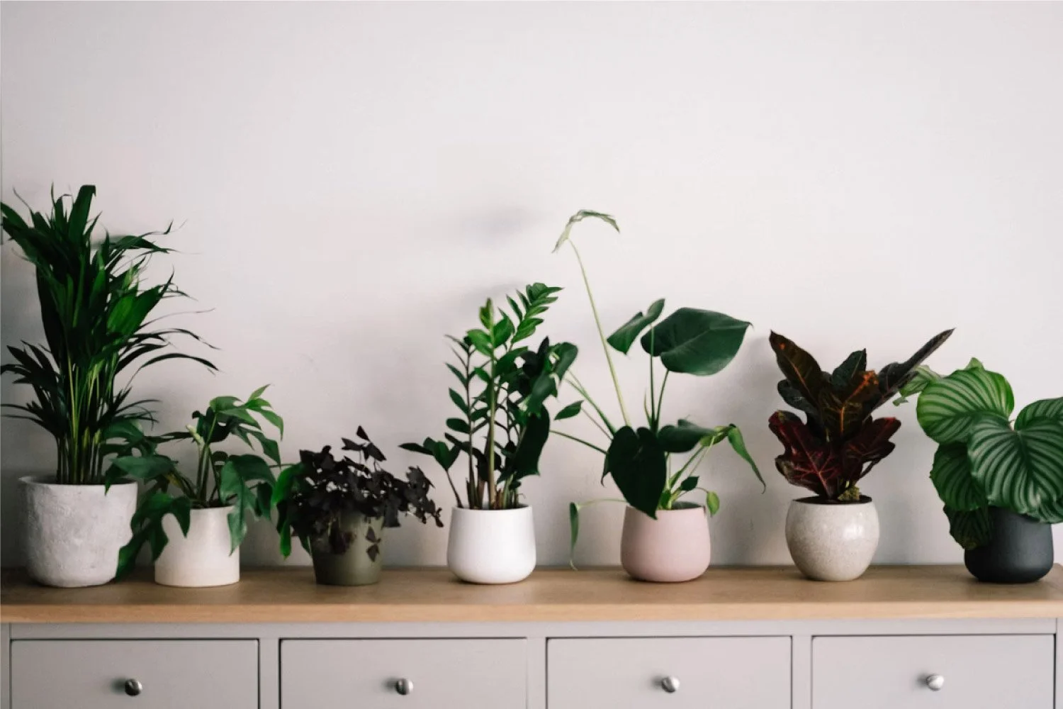Houseplants and Mental Health