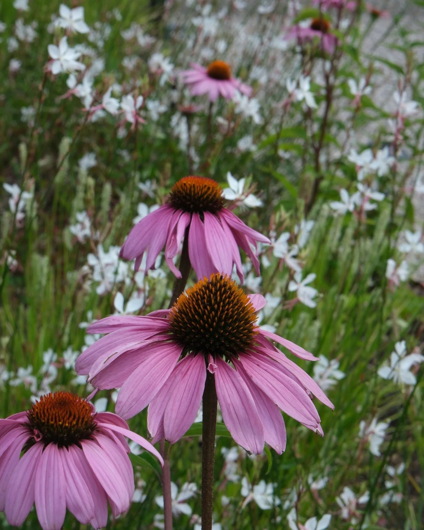 Echinacea purpurea of Rode zonnehoed, blikvanger in elke zomertuin ! 🌸

#echinaceapurpurea #pietergyssels #tuinaanleg #realisatie