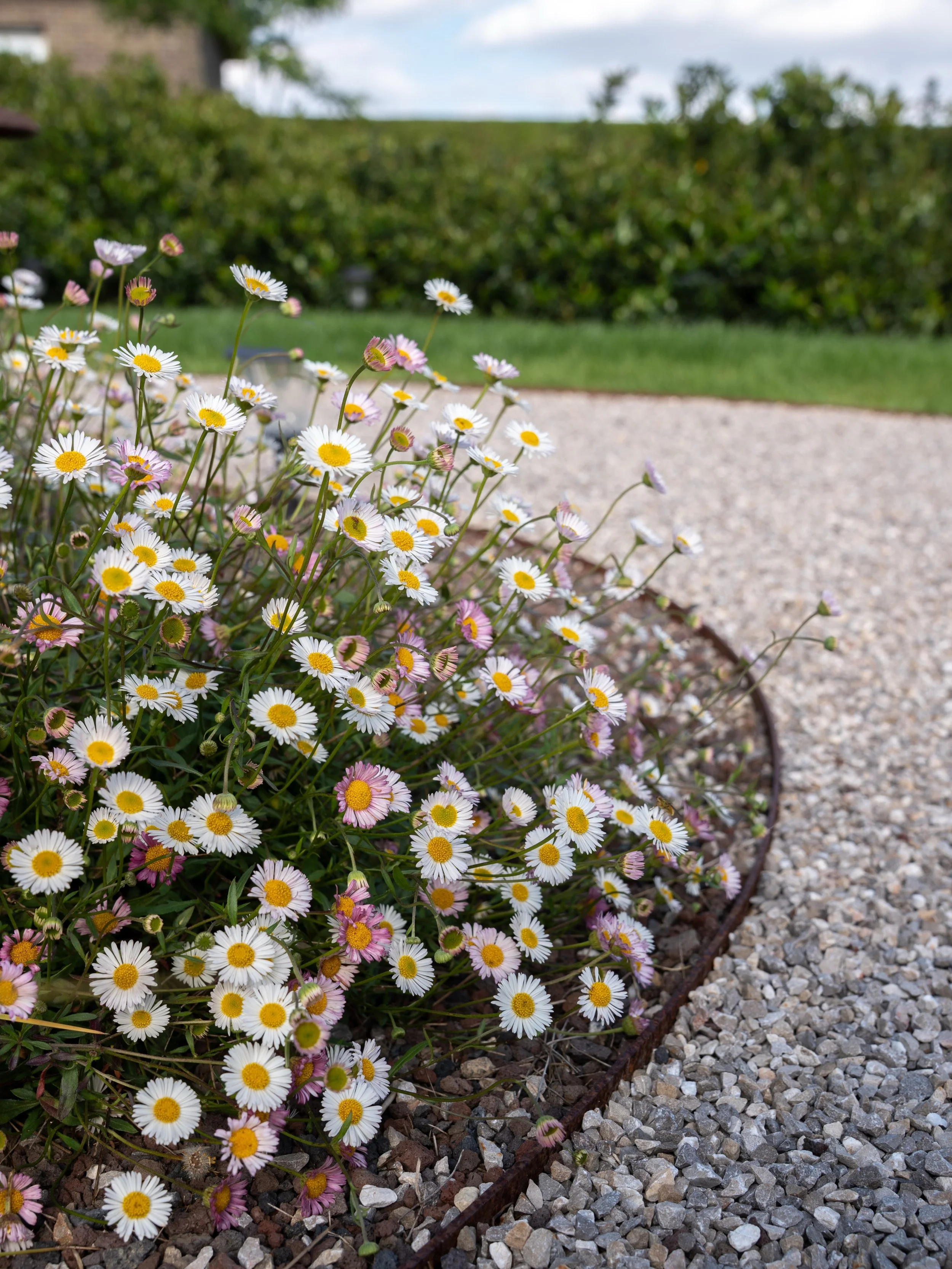 Erigeron karvinskianus 💕

#pietergyssels #tuinaanleg