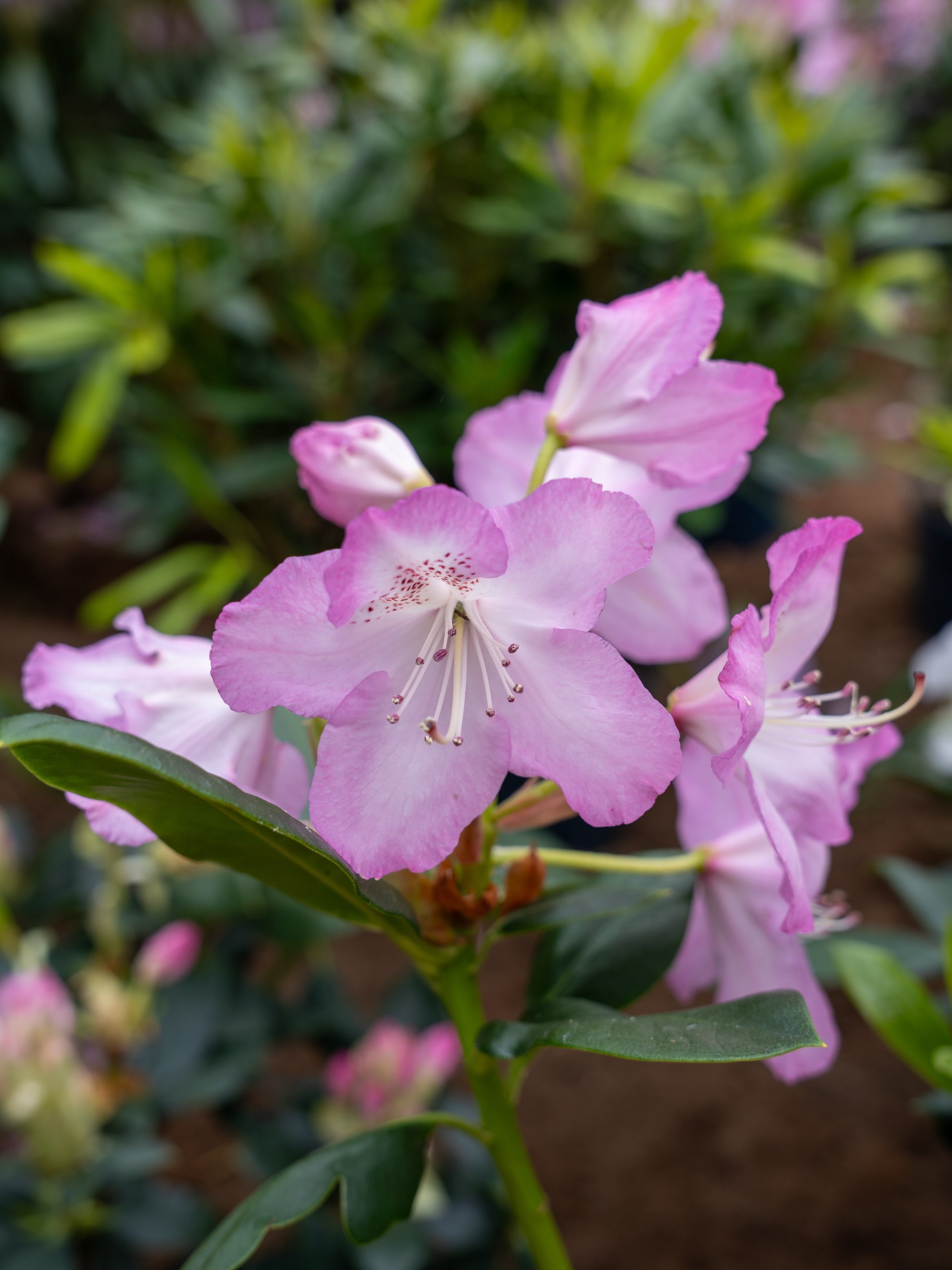 Een rhododendron brengt kleur, structuur en een rijke bloei in elke tuin. Perfect als blikvanger of als onderdeel van een doordacht beplantingsplan. 🌸

#tuinaanleg #pietergyssels #rhododendron