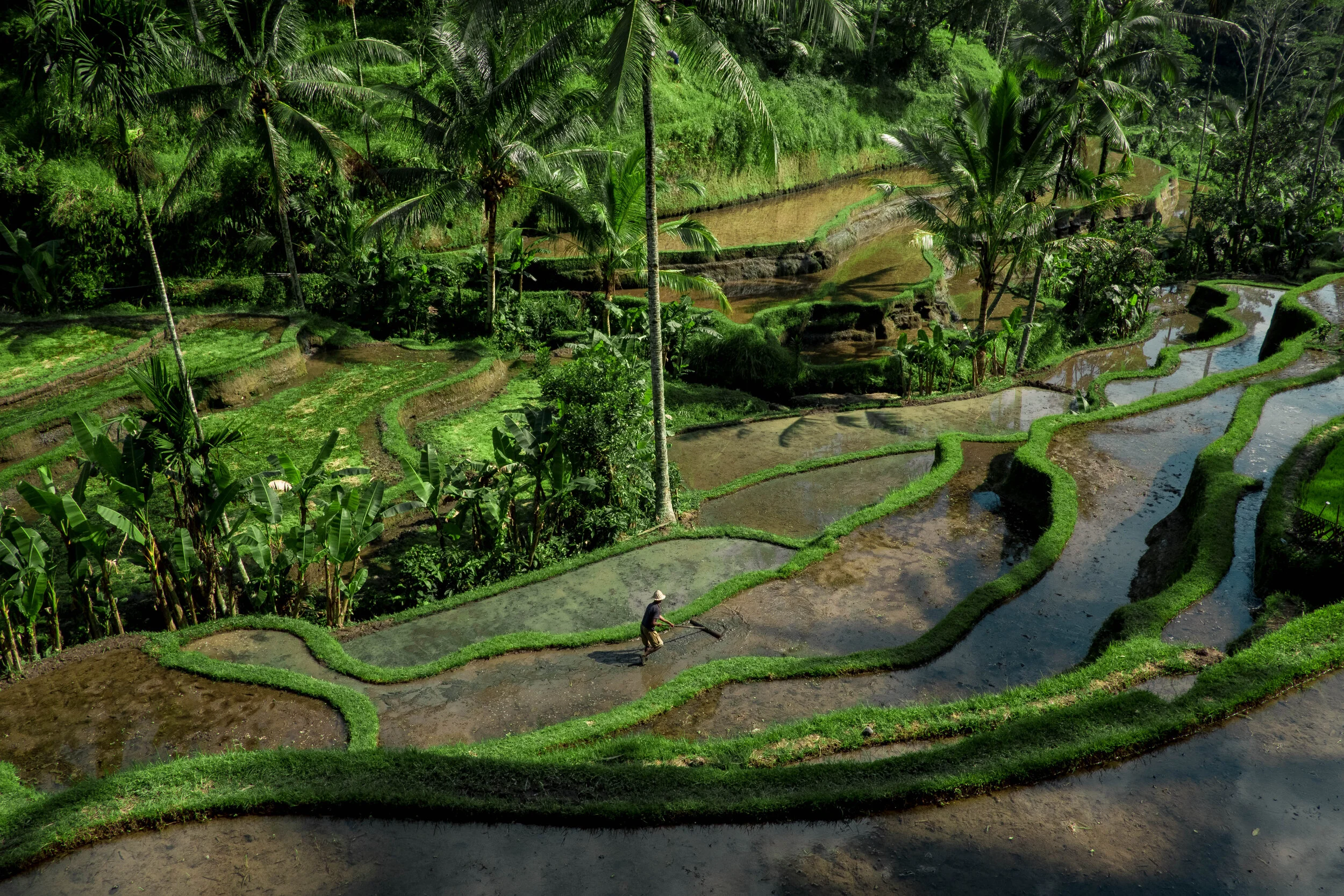 Farm worker at Tegallalang Rice Terrace, Ubud, Bali, Indonesia.