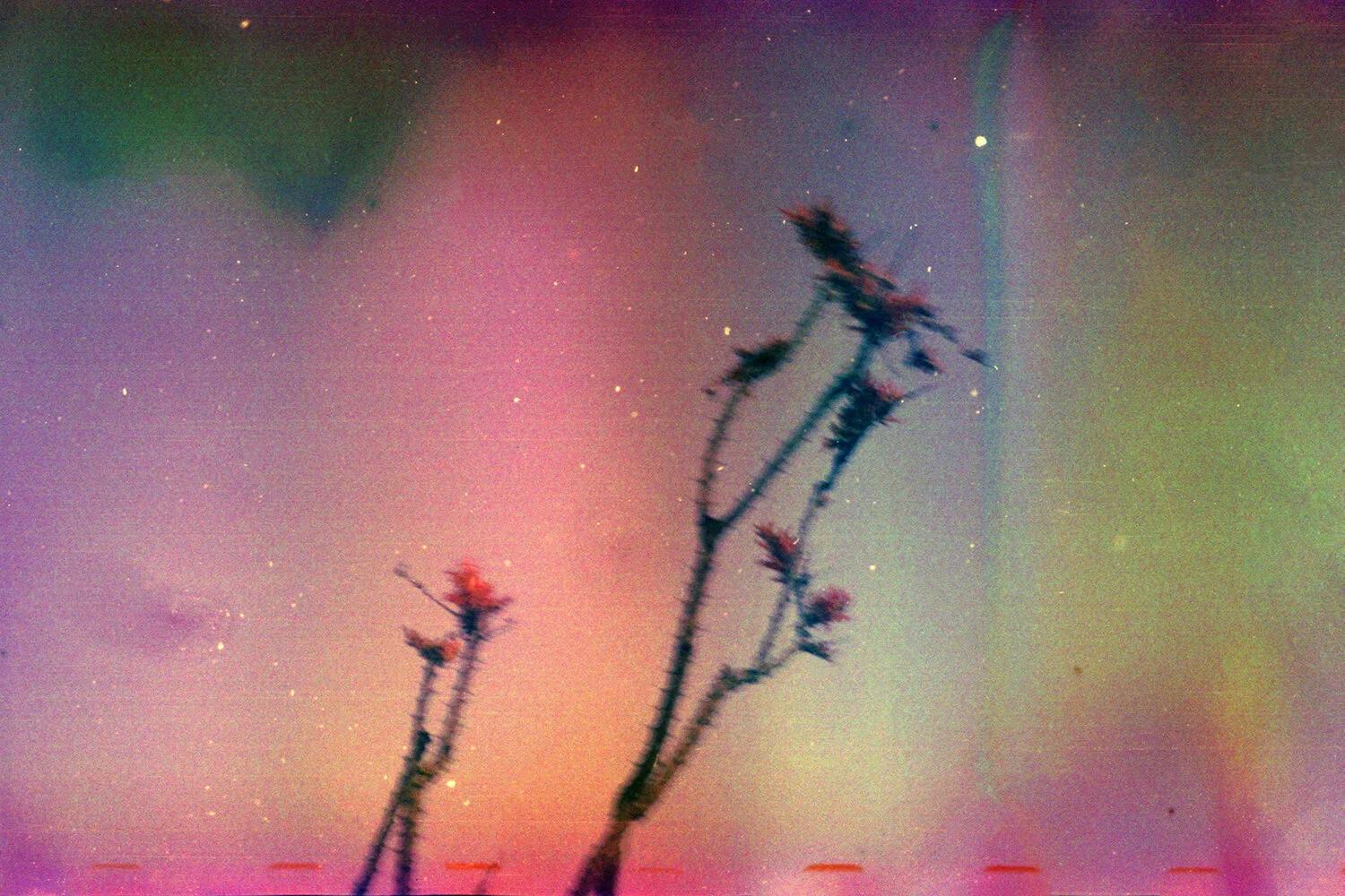 OF1rs.jpg