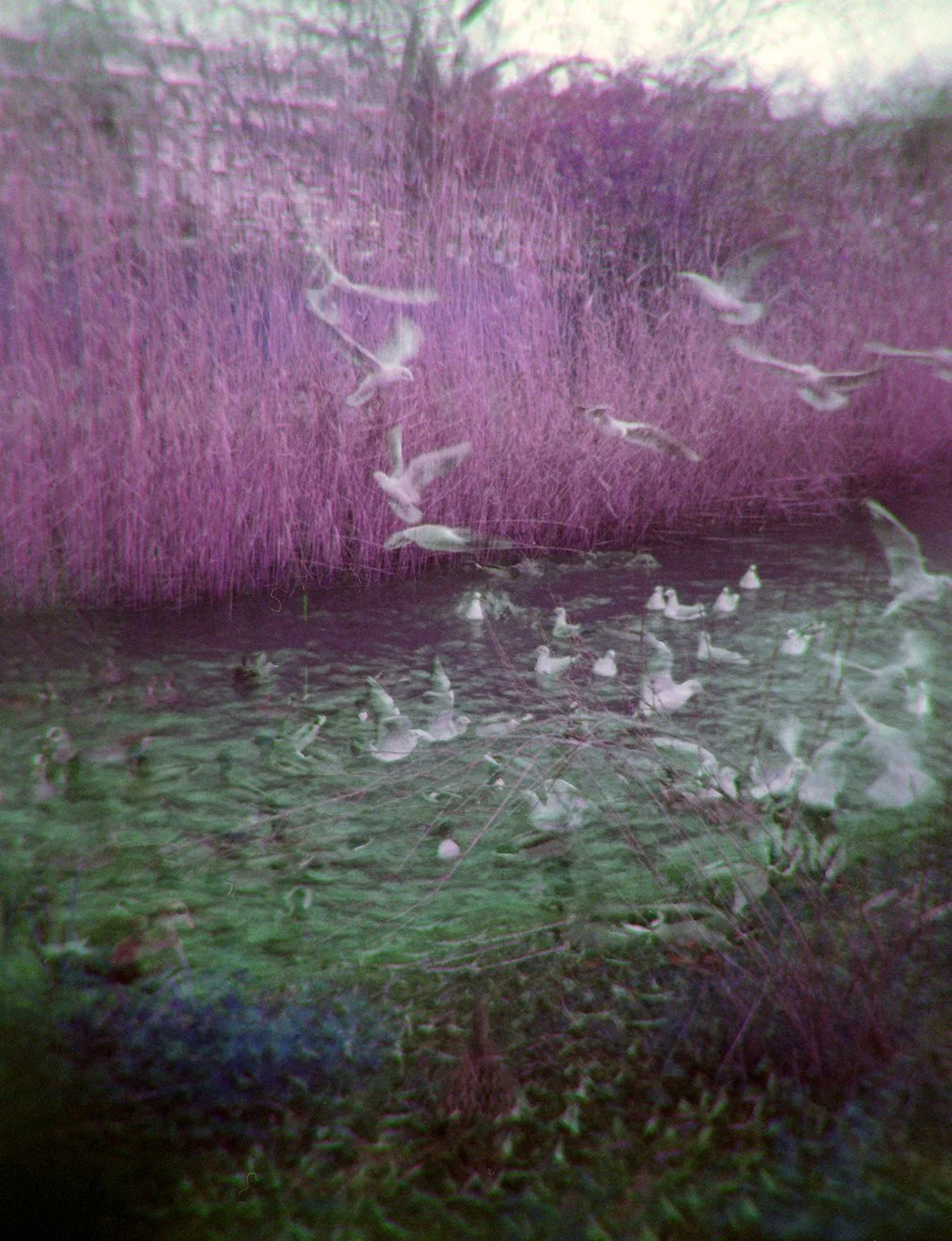 lomo purple 120.jpg