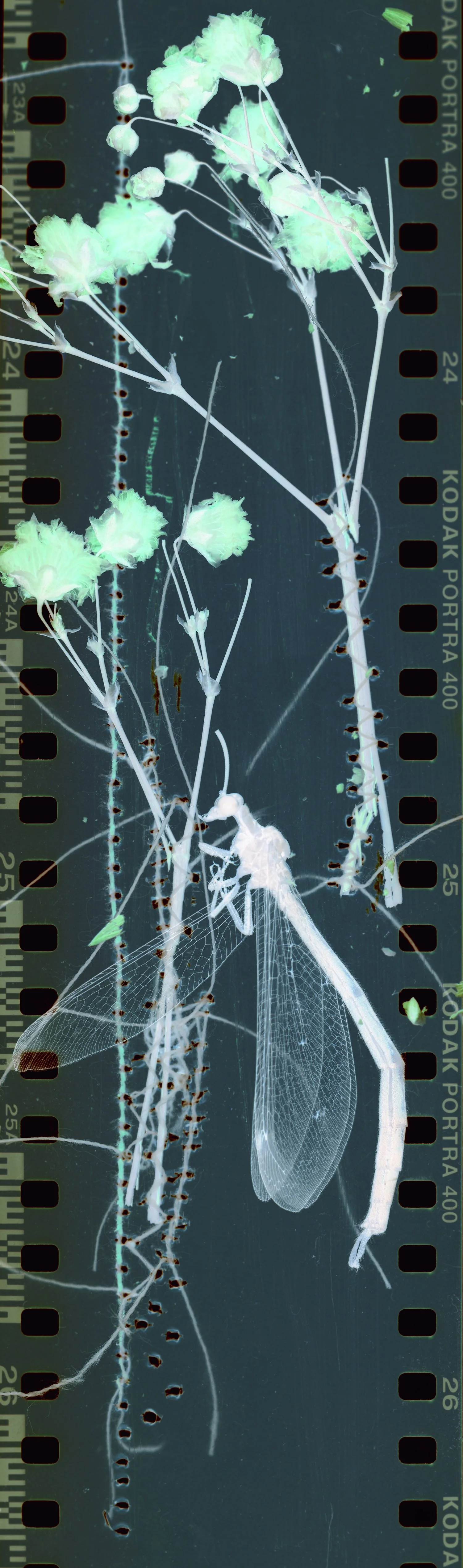 Scan 5.jpg
