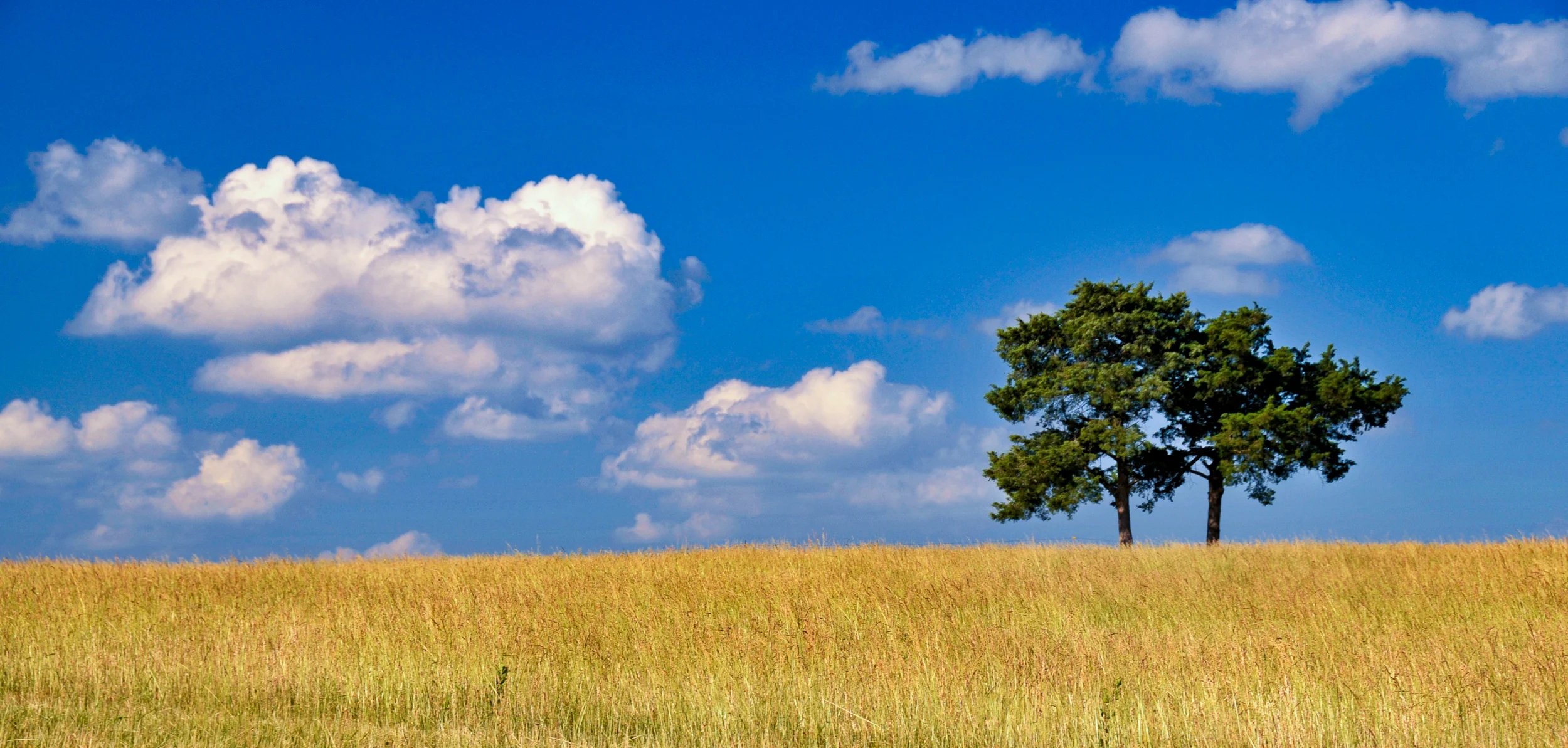 SpringRiverLoneTree1.jpg