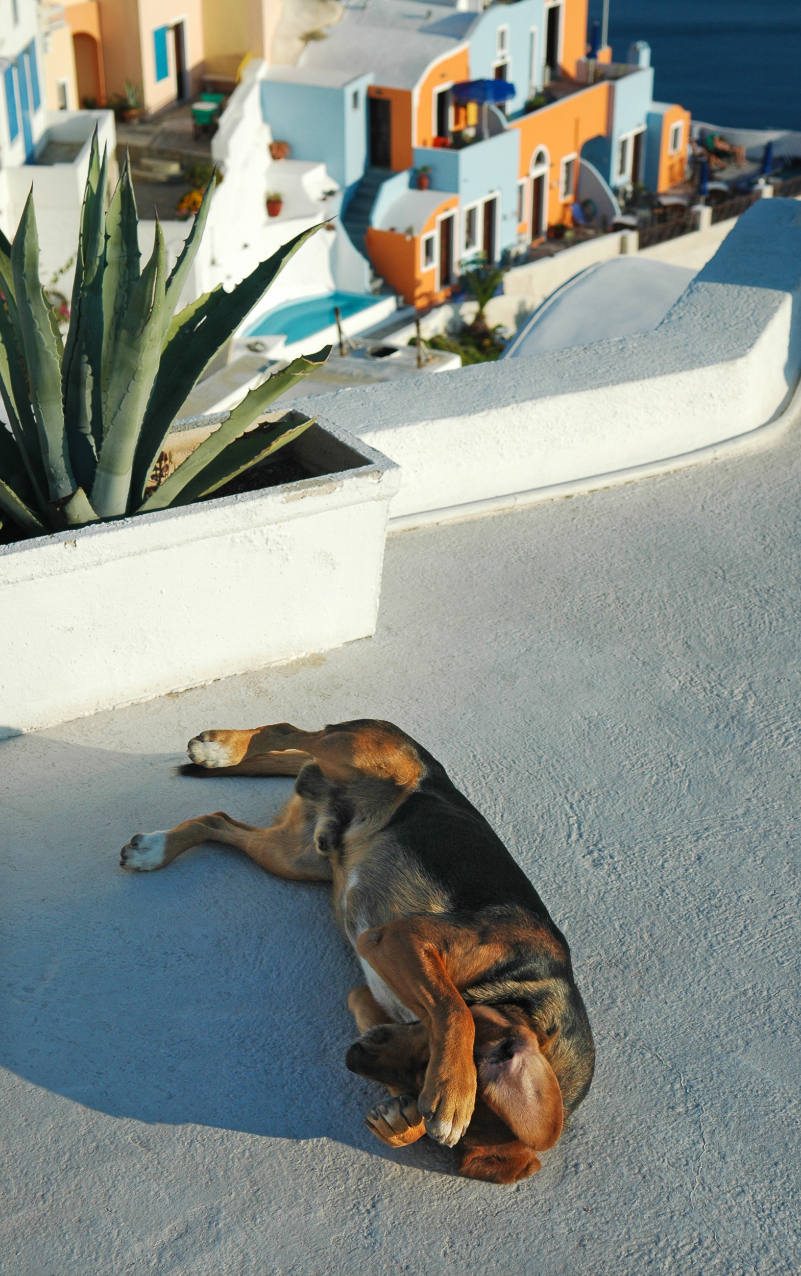 DogShy.jpg