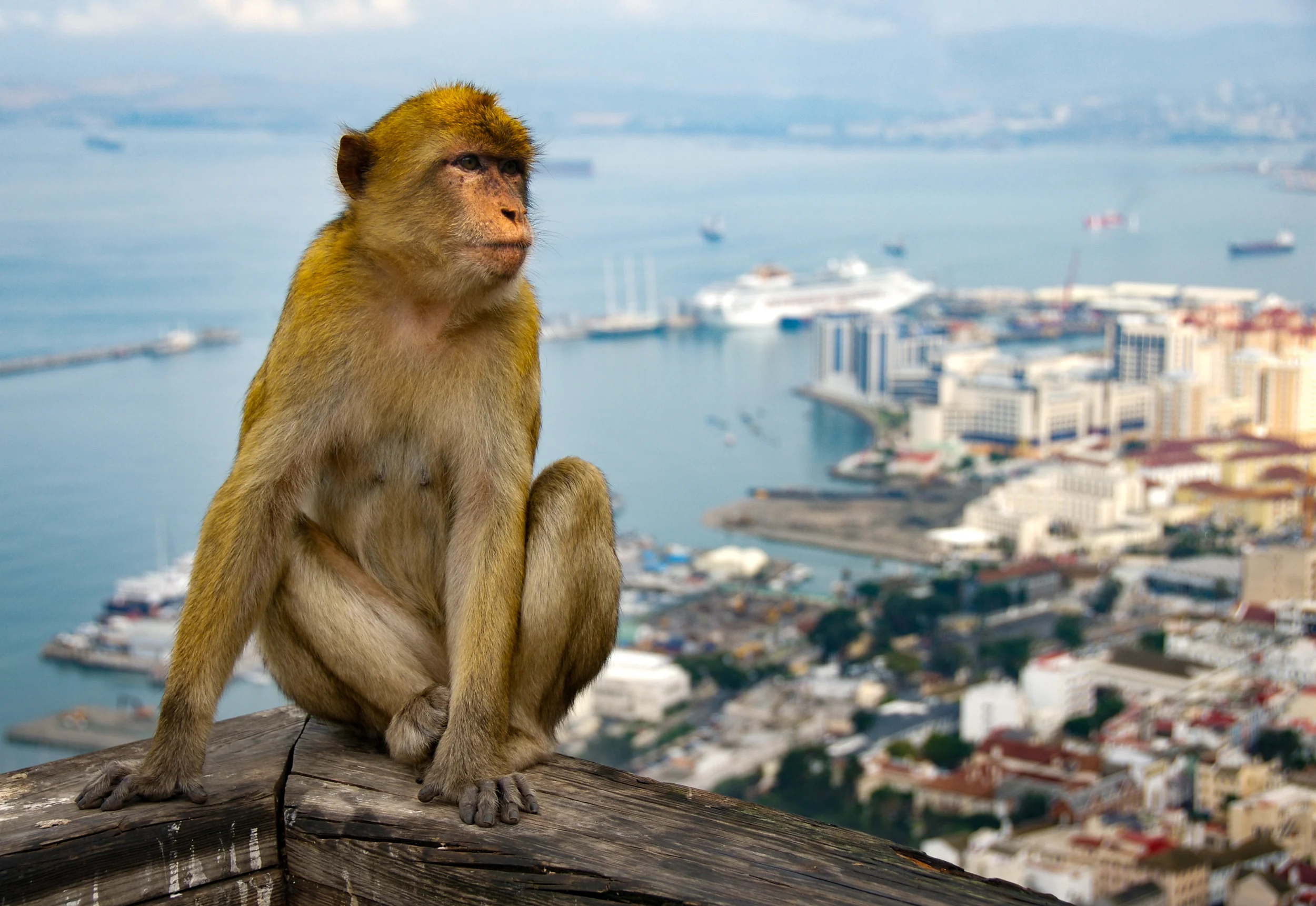 SpainGibralterMonkey1.jpg