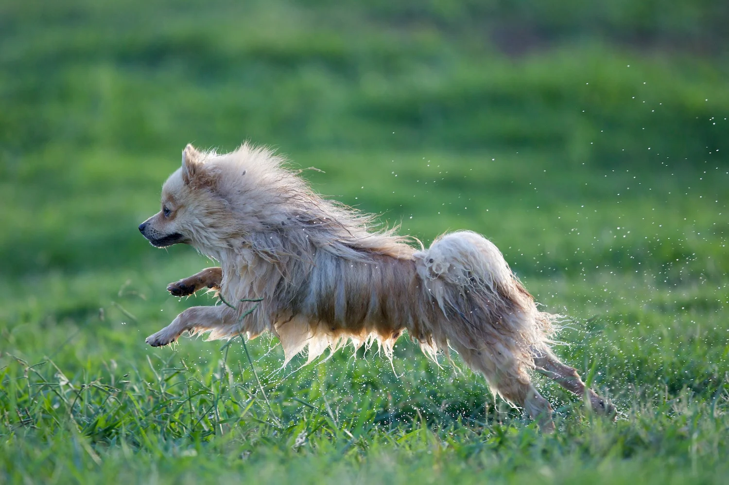 dogs_F85G0301.jpg