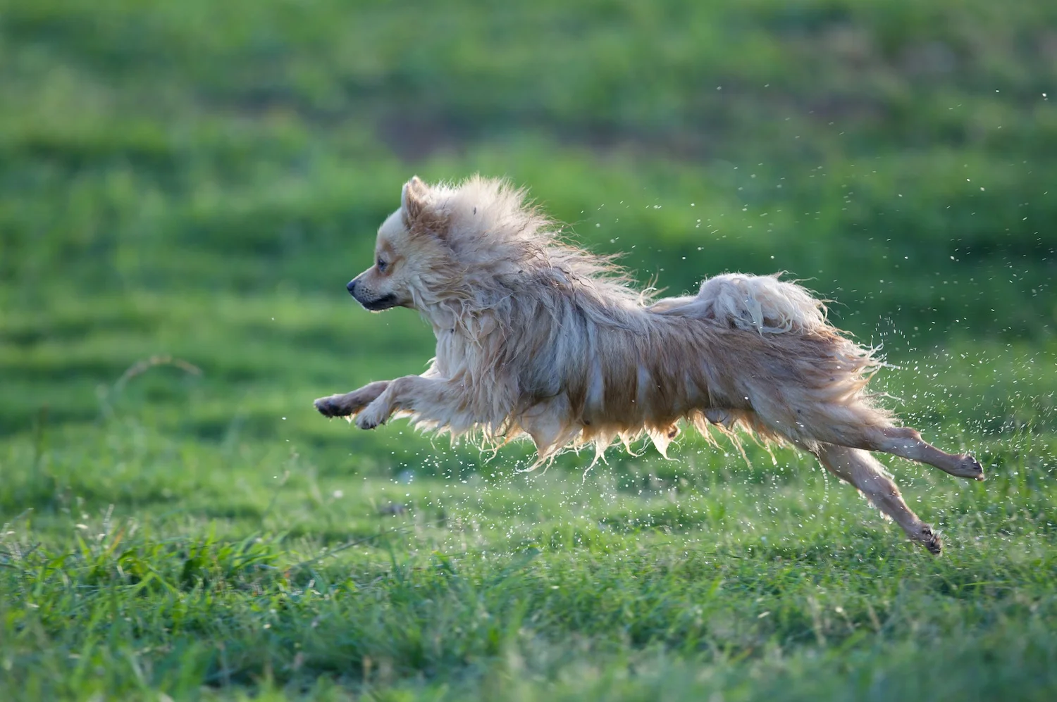 dogs_F85G0325.jpg