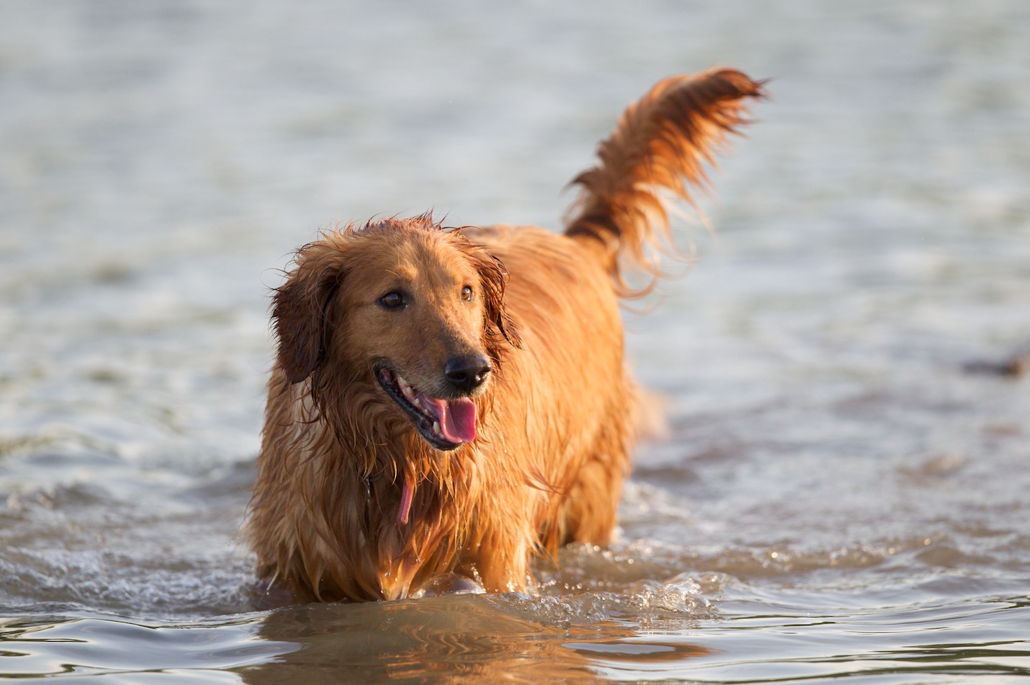 dogs_F85G0455.jpg