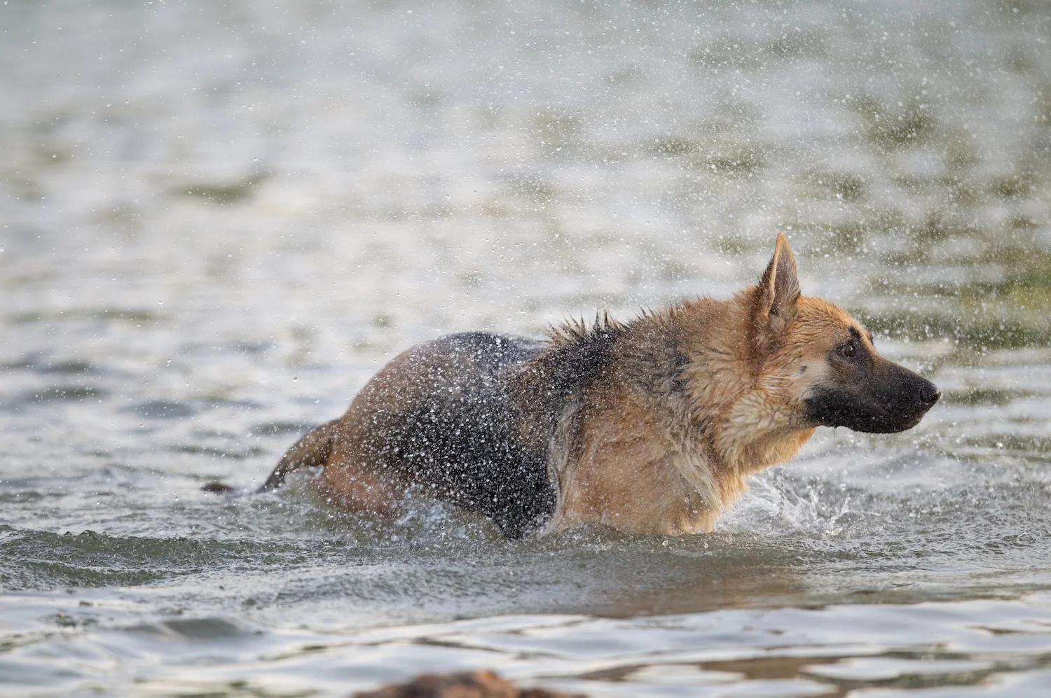 dogs_F85G0527.jpg