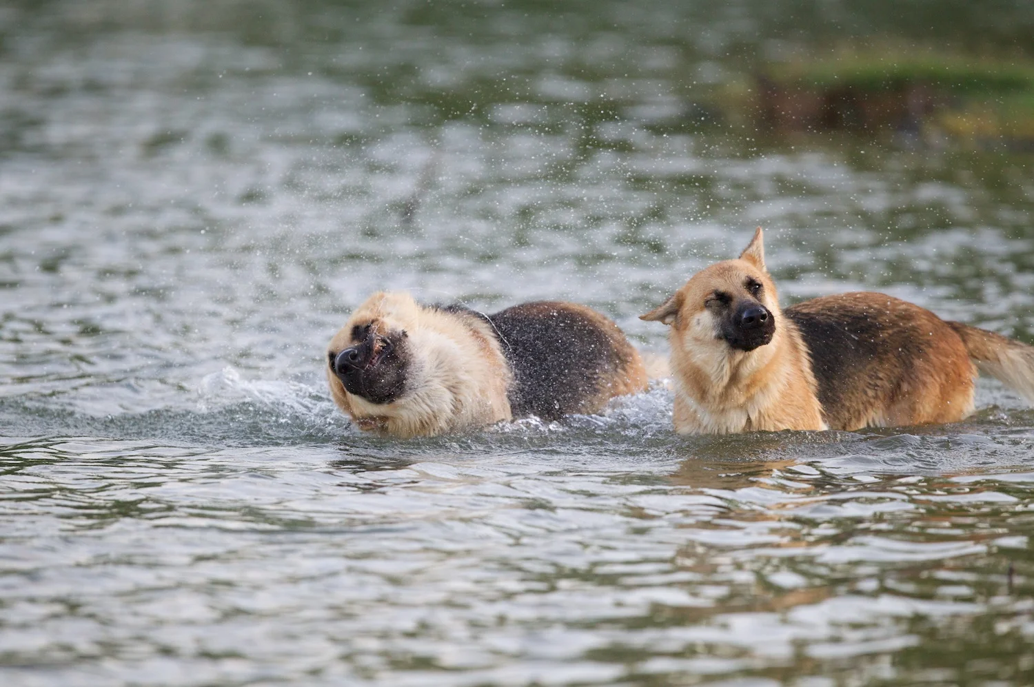 dogs_F85G0583.jpg