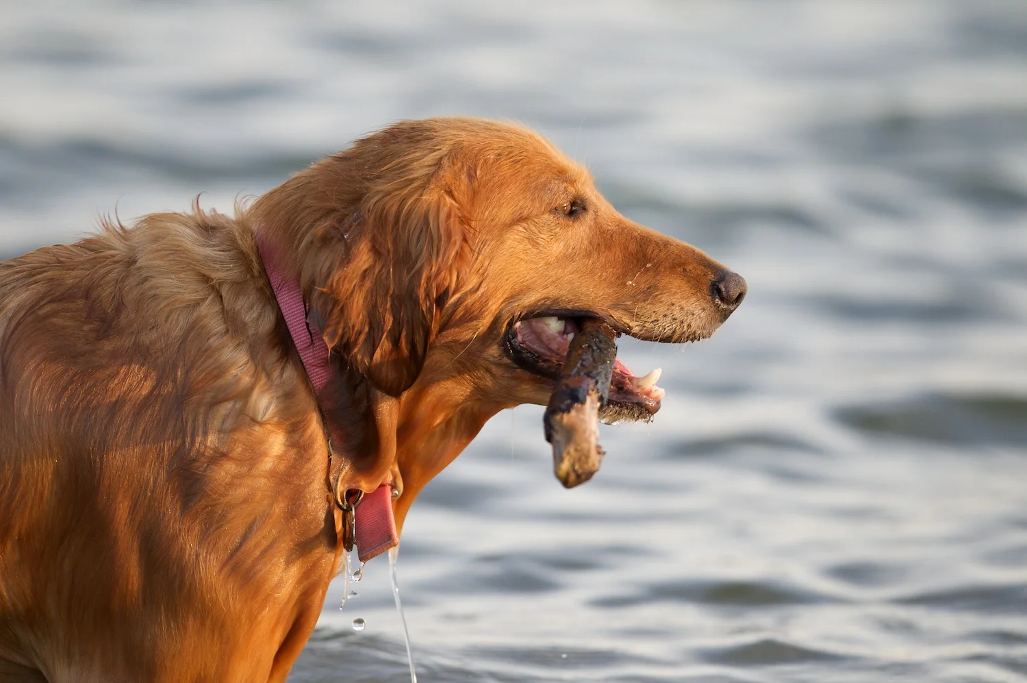 Red-haired dog with stick in his mouth and water in the background